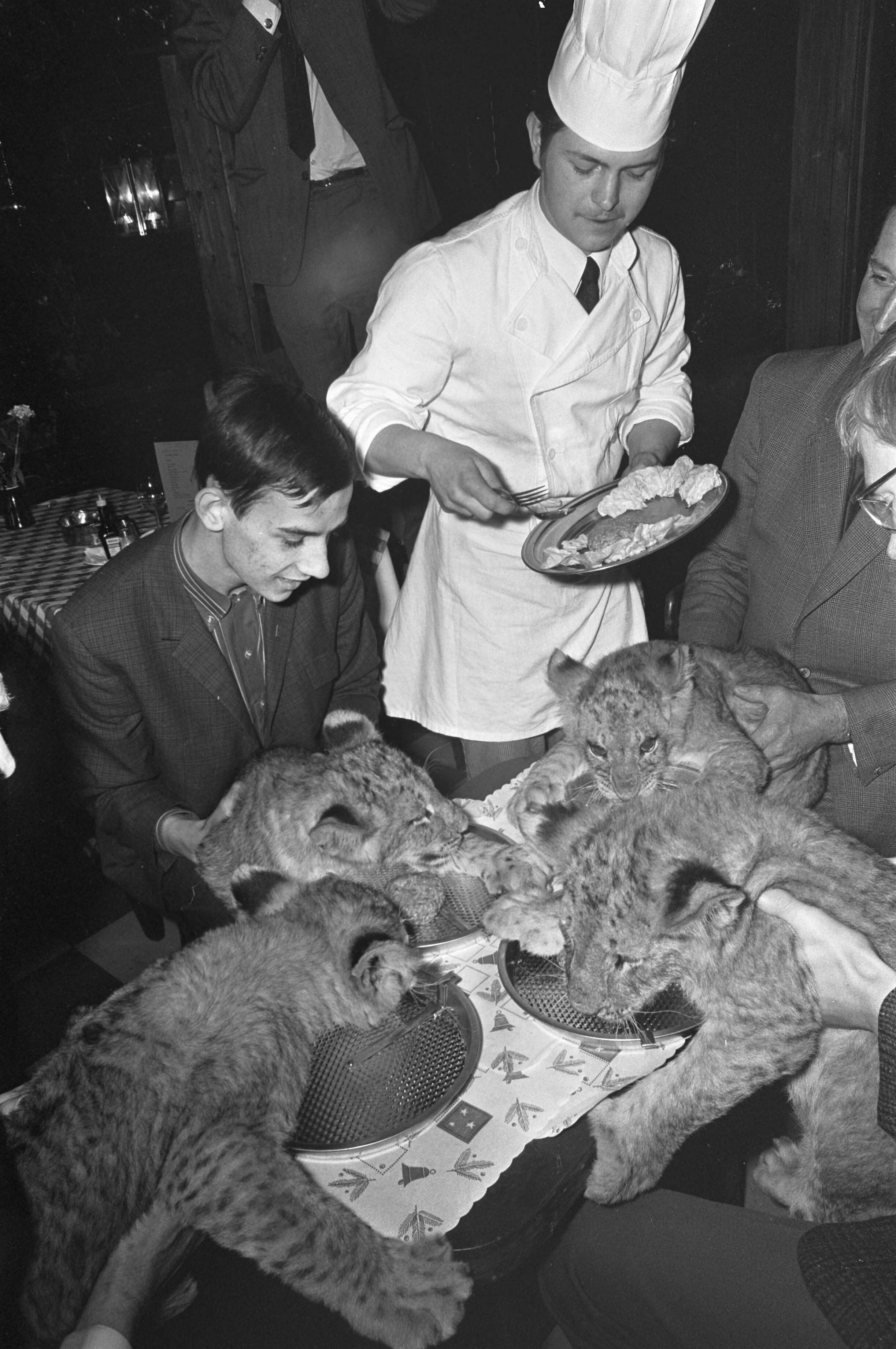 Fotocollectie Anefo — Leeuwtjes dineren in restaurant van Boltini in Soesterberg — Foto: Kroon, Ron / Anefo. Licentie: Set B: Rechtenvrij / Publiek Domein. Bron: Nationaal Archief. http://hdl.handle.net/10648/ab418ba2-d0b4-102d-bcf8-003048976d84
