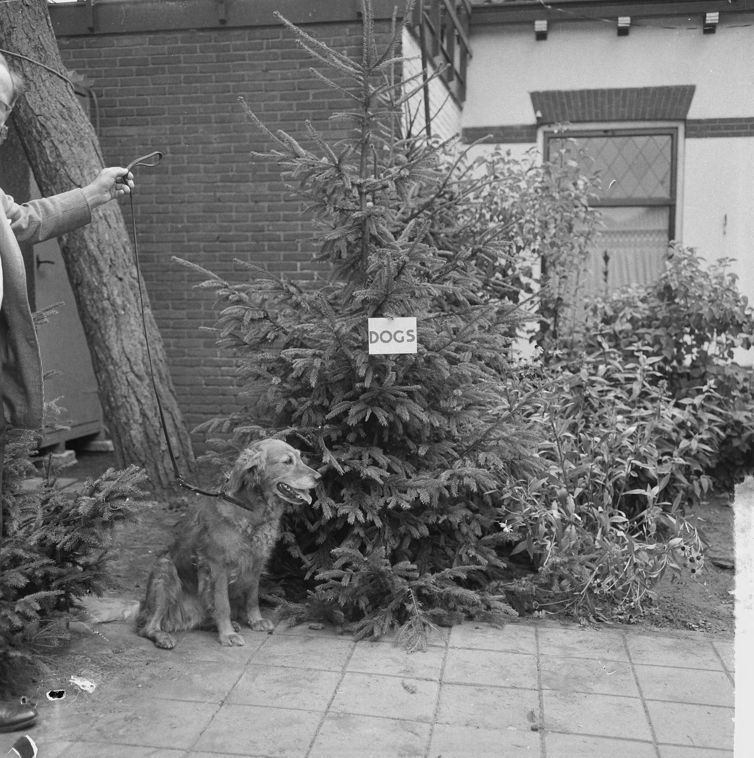 Fotocollectie Anefo — Internationale Nederlandse tenniskampioenschappen 1964 te Hilversum, plaats waar hondjes mogen plassen — Foto: Nijs, Jac. de / Anefo. Licentie: Set B: Rechtenvrij / Publiek Domein. Bron: Nationaal Archief. http://hdl.handle.net/10648/aa714cf8-d0b4-102d-bcf8-003048976d84