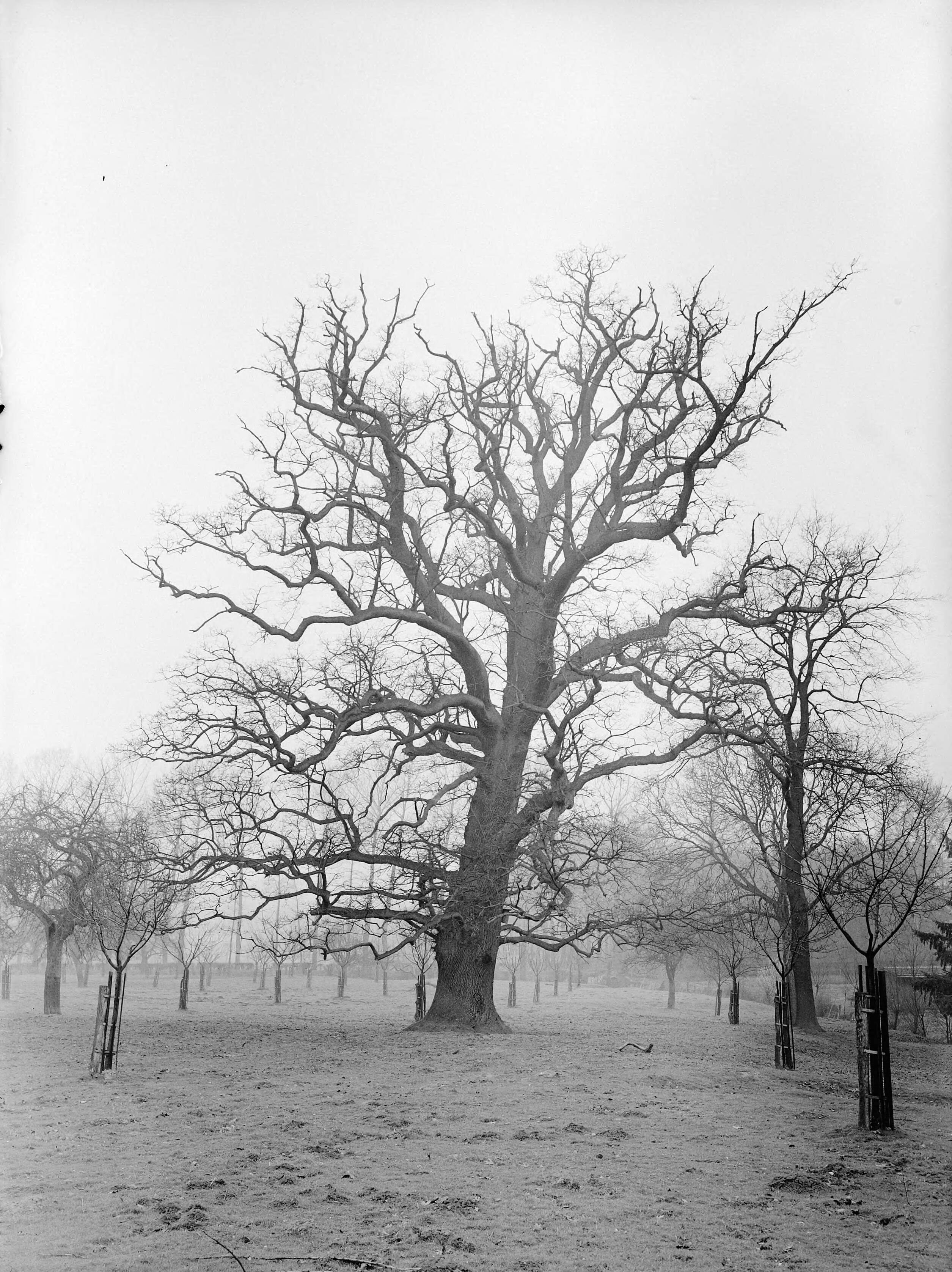 Fotocollectie Nederlandse Heidemaatschappij — Eik landgoed Terworm, Heerlen — Foto: Fotograaf Onbekend / Heidemij. Licentie: Set B: Rechtenvrij / Publiek Domein. Bron: Nationaal Archief. http://hdl.handle.net/10648/ae858264-d0b4-102d-bcf8-003048976d84