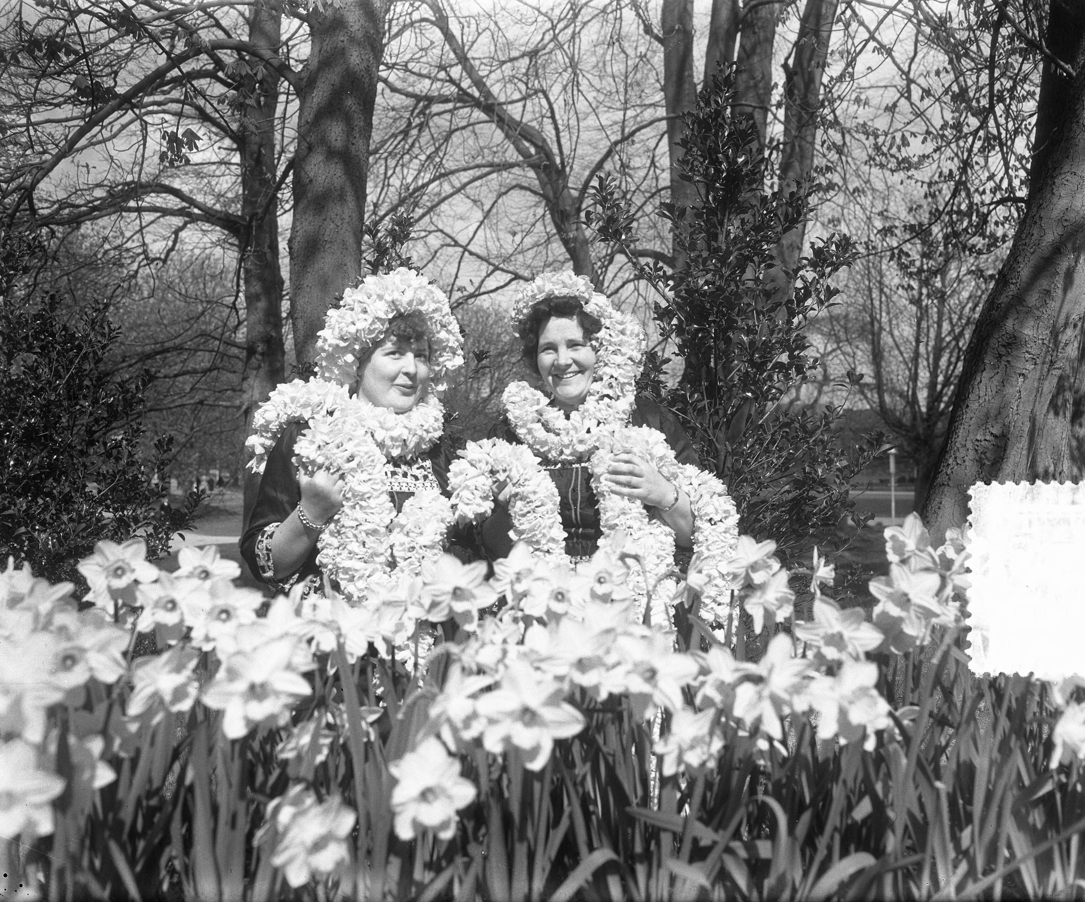 Fotocollectie Anefo — Slingersknopen door verkoopster "Flora" te Heemstede (bloembollen) — Foto: Pot, Harry / Anefo. Licentie: Set B: Rechtenvrij / Publiek Domein. Bron: Nationaal Archief. http://hdl.handle.net/10648/a90a21f0-d0b4-102d-bcf8-003048976d84