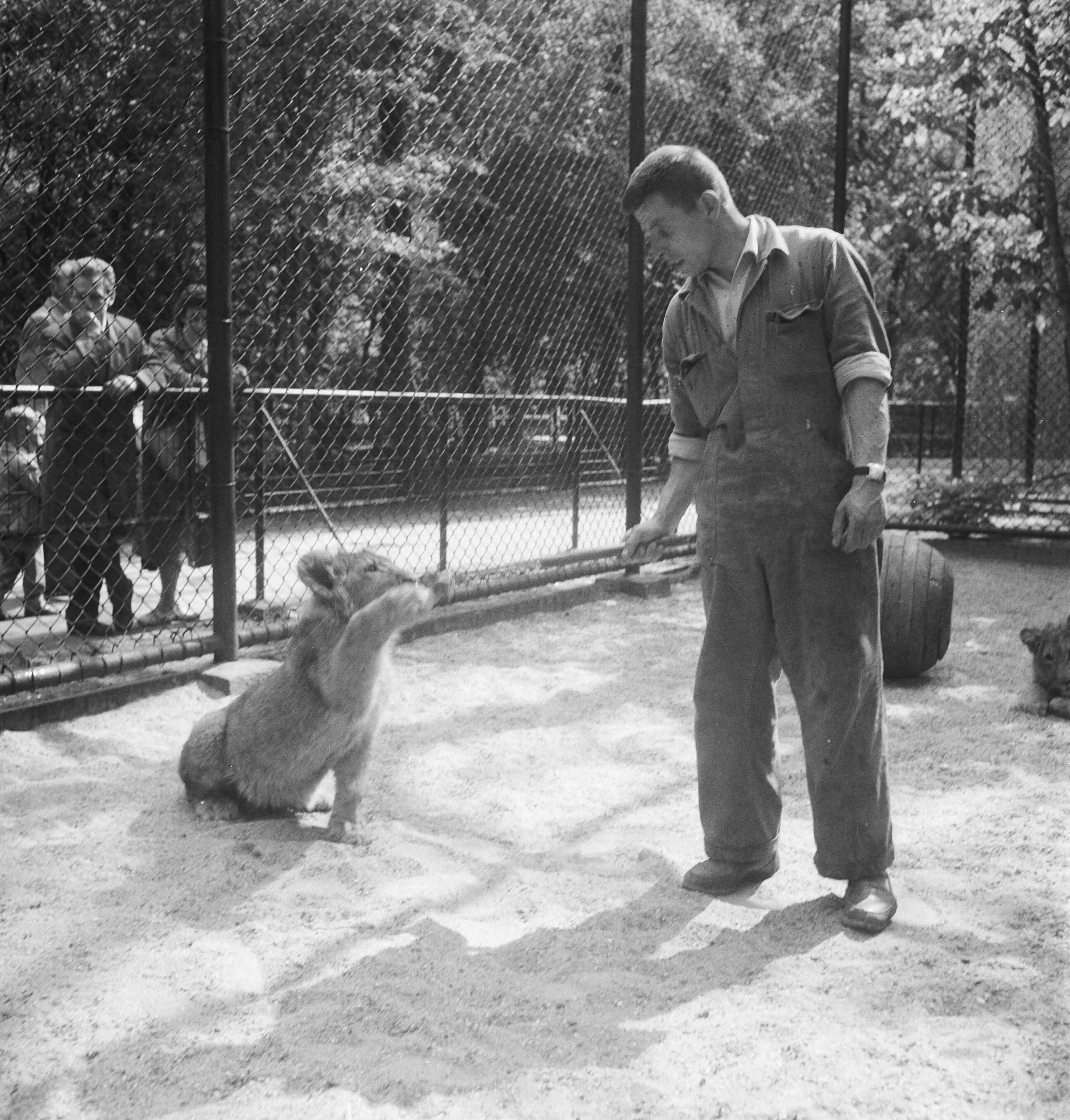 Fotocollectie Anefo — Acht maanden oude leeuwenvierling in dierenpark Wassenaar — Foto: Pot, Harry / Anefo. Licentie: Set B: Rechtenvrij / Publiek Domein. Bron: Nationaal Archief. http://hdl.handle.net/10648/ad7c2062-d0b4-102d-bcf8-003048976d84