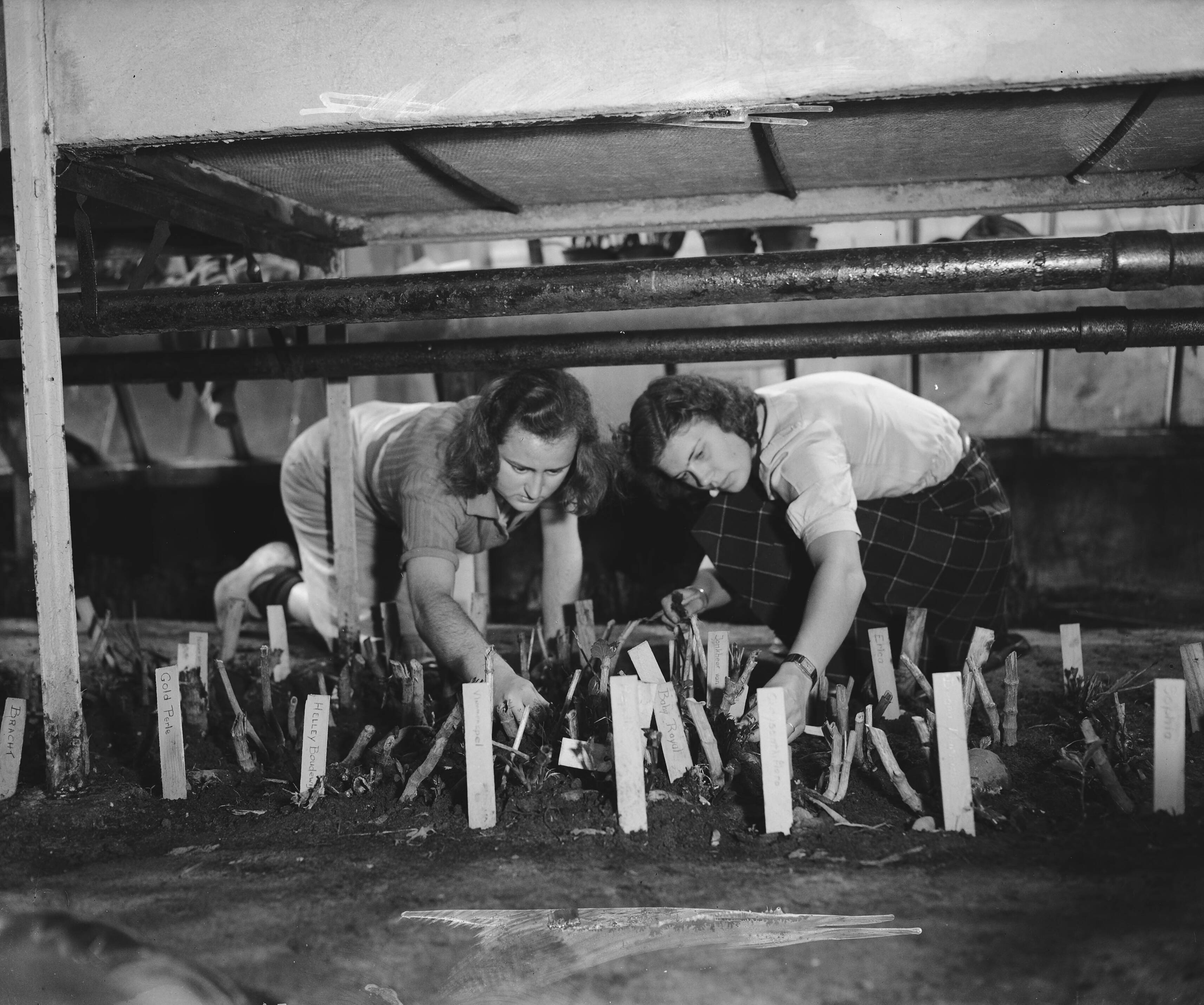 Fotocollectie Anefo — Tuinbouwschool "Huize te Lande" Rijswijk — Foto: Raucamp, Koos / Anefo. Licentie: Set B: Rechtenvrij / Publiek Domein. Bron: Nationaal Archief. http://hdl.handle.net/10648/a89b473a-d0b4-102d-bcf8-003048976d84