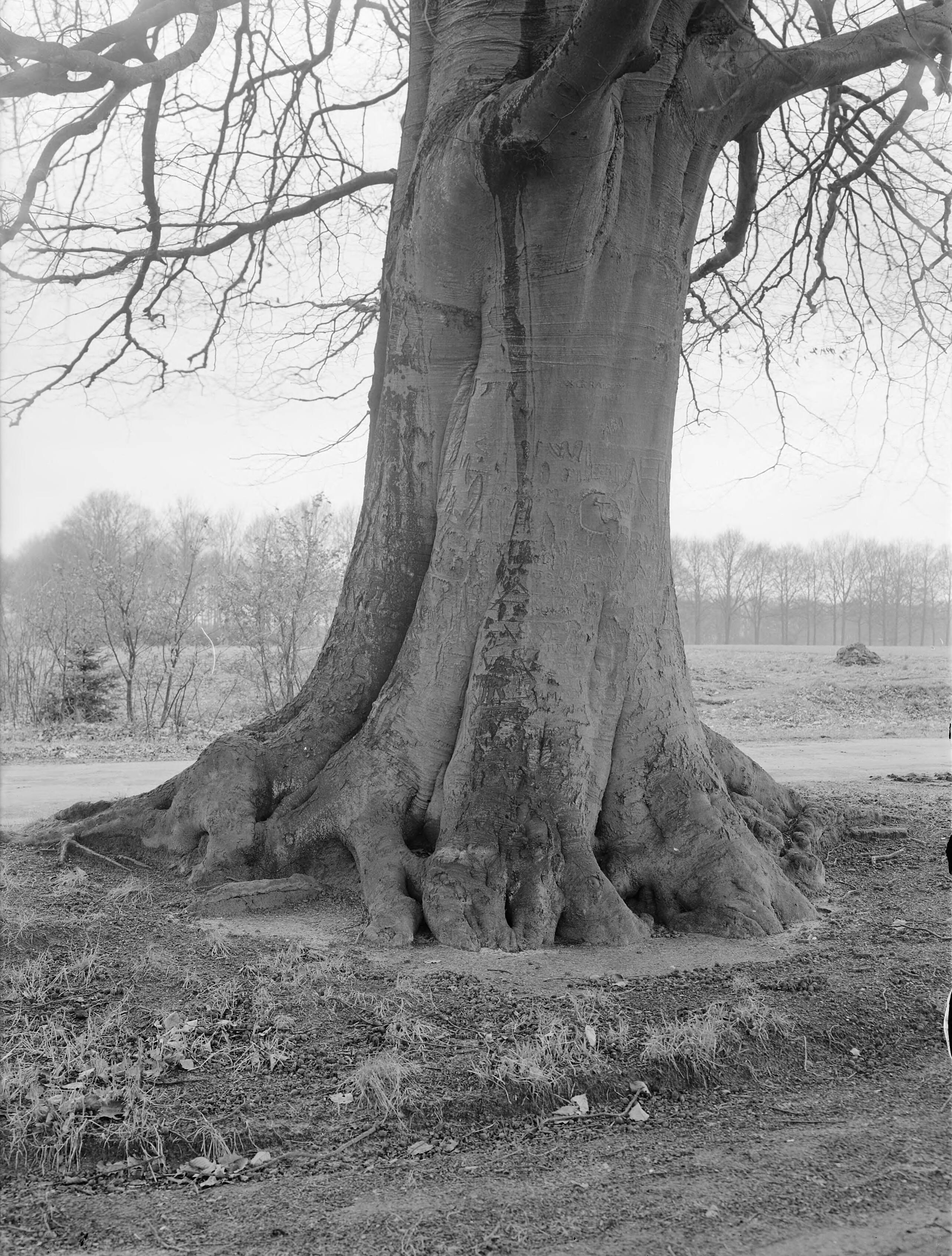 Fotocollectie Nederlandse Heidemaatschappij — Beuk, kasteel de Bramel aan weg Vorden-Laren — Foto: Fotograaf Onbekend / Heidemij. Licentie: Set B: Rechtenvrij / Publiek Domein. Bron: Nationaal Archief. http://hdl.handle.net/10648/ae81e3d4-d0b4-102d-bcf8-003048976d84