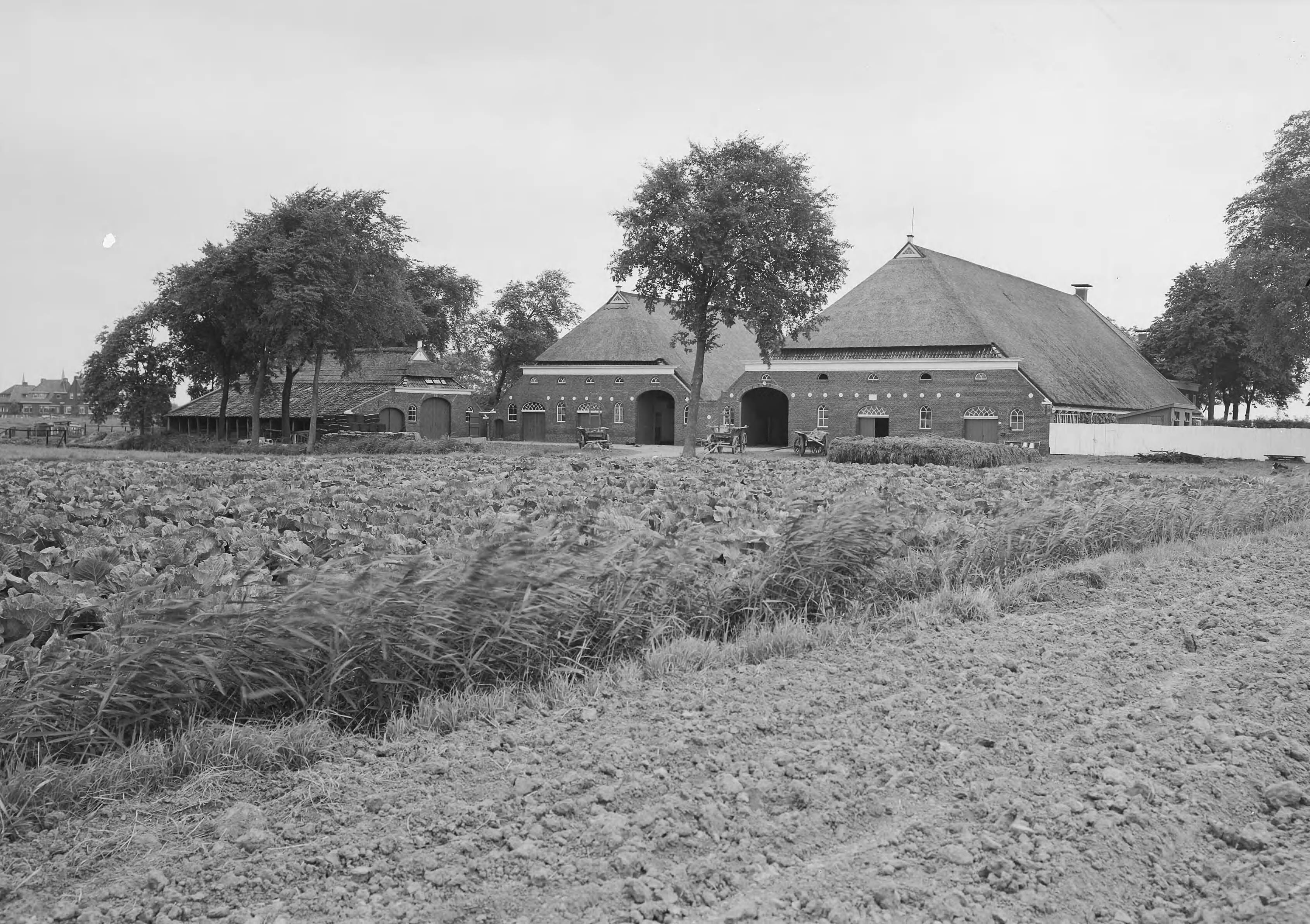 Fotocollectie Nederlandse Heidemaatschappij — Groningse akkerbouwboerderij te Bedum — Foto: Fotograaf Onbekend / Heidemij. Licentie: Set B: Rechtenvrij / Publiek Domein. Bron: Nationaal Archief. http://hdl.handle.net/10648/ae600804-d0b4-102d-bcf8-003048976d84
