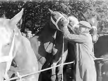 Fotocollectie Anefo — Paardenmarkt in Zuidlaren — Foto: Rossem, Wim van / Anefo. Licentie: Set B: Rechtenvrij / Publiek Domein. Bron: Nationaal Archief. http://hdl.handle.net/10648/a986f27a-d0b4-102d-bcf8-003048976d84