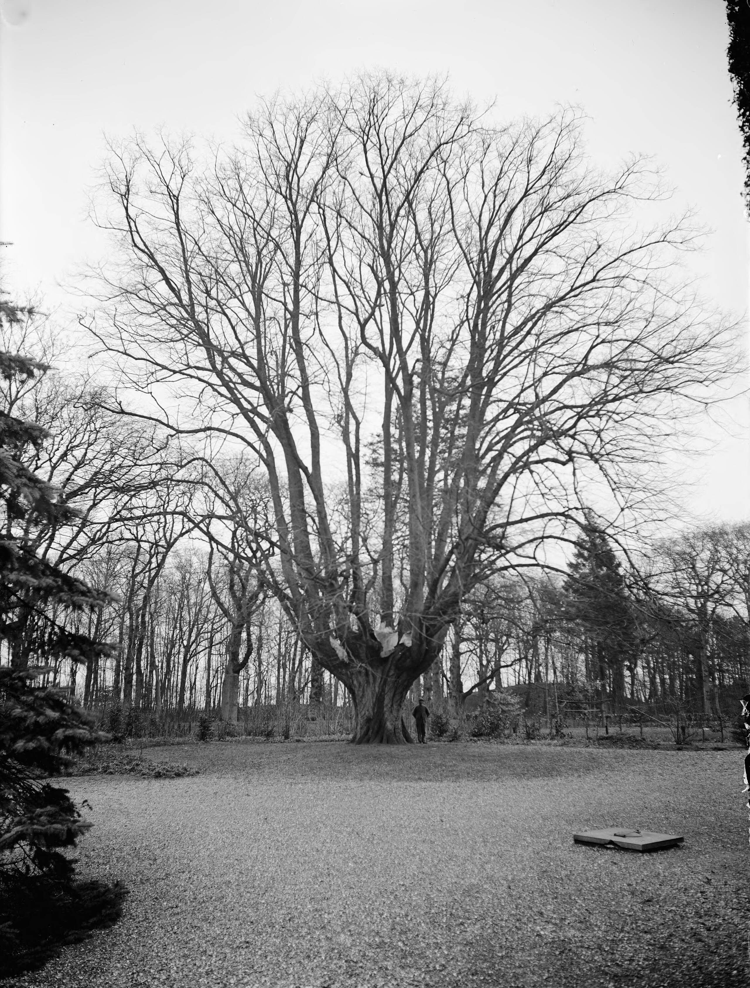 Fotocollectie Nederlandse Heidemaatschappij — Linde op het landgoed De Clinze, Oudkerk — Foto: Fotograaf Onbekend / Heidemij. Licentie: Set B: Rechtenvrij / Publiek Domein. Bron: Nationaal Archief. http://hdl.handle.net/10648/ae7d9c2a-d0b4-102d-bcf8-003048976d84