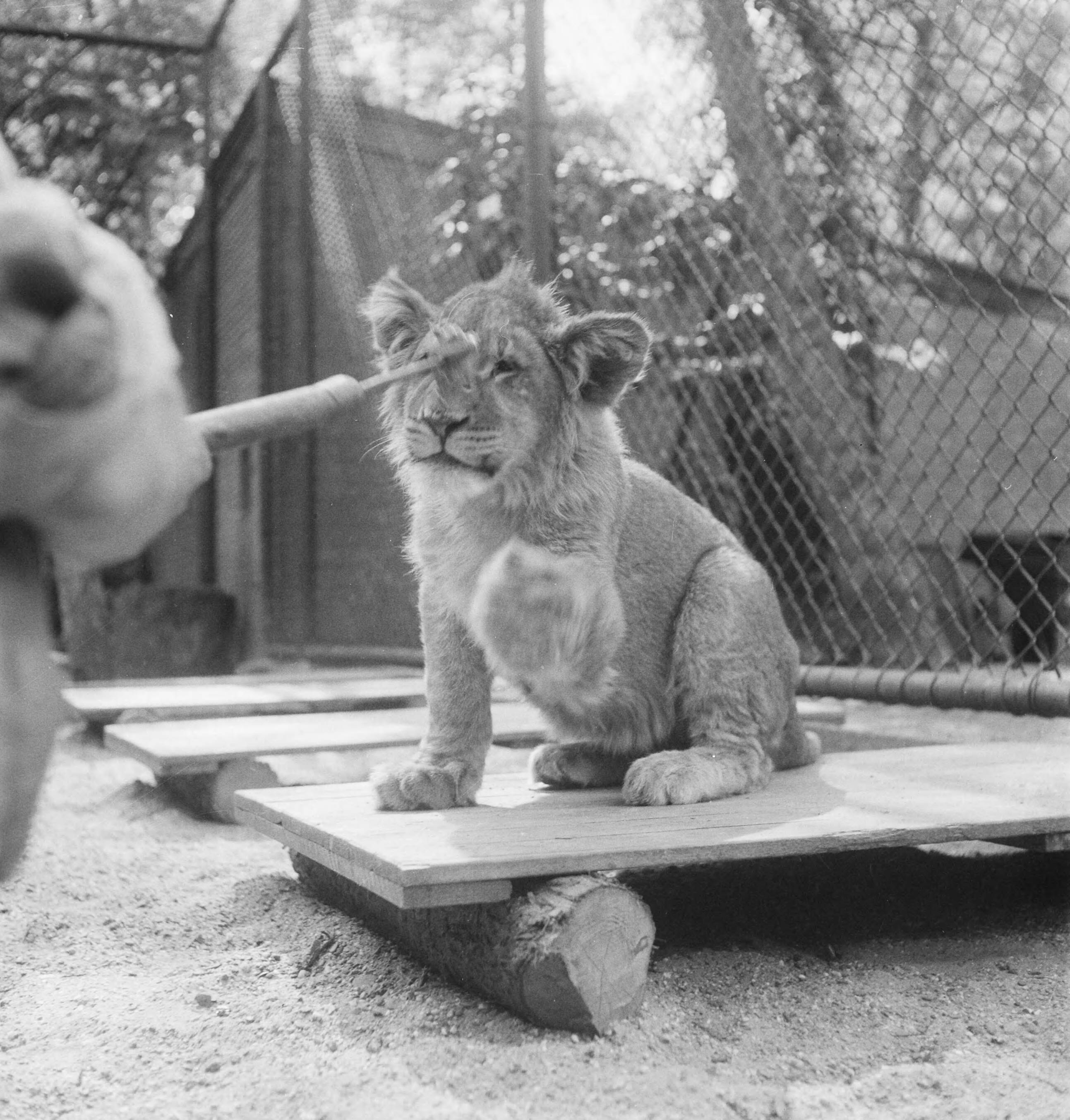 Fotocollectie Anefo — Acht maanden oude leeuwenvierling in dierenpark Wassenaar — Foto: Pot, Harry / Anefo. Licentie: Set B: Rechtenvrij / Publiek Domein. Bron: Nationaal Archief. http://hdl.handle.net/10648/ad7c2166-d0b4-102d-bcf8-003048976d84
