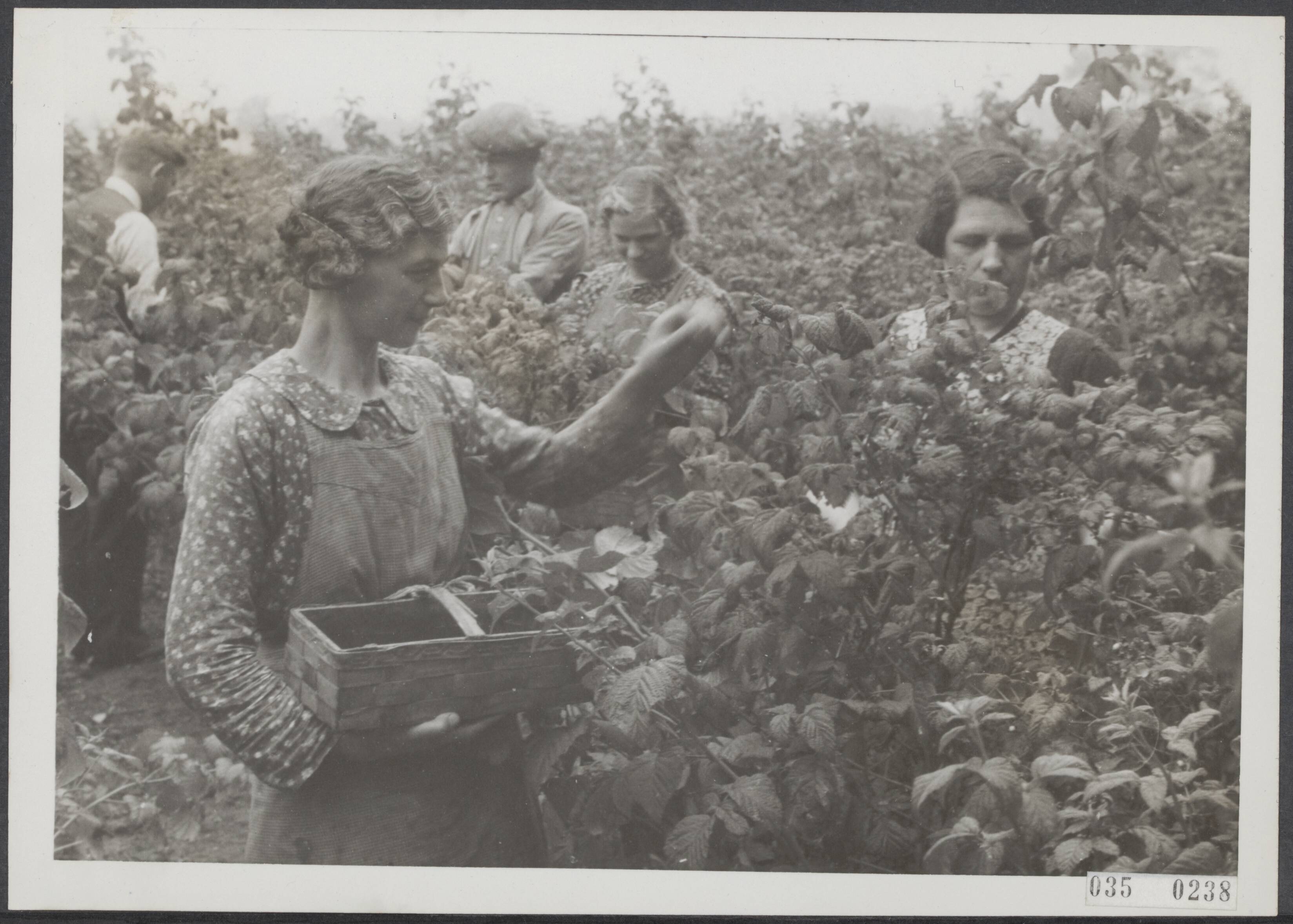 Fotocollectie Elsevier Binnenland — De frambozenpluk is in de Baronie in volle gang. Overvloedige oogst in de nabijheid van Zundert — Foto: Internationale Clichéfabrieken Pax Holland N.V. Licentie: Set B: Rechtenvrij / Publiek Domein. Bron: Nationaal Archief. http://hdl.handle.net/10648/adea161c-d0b4-102d-bcf8-003048976d84