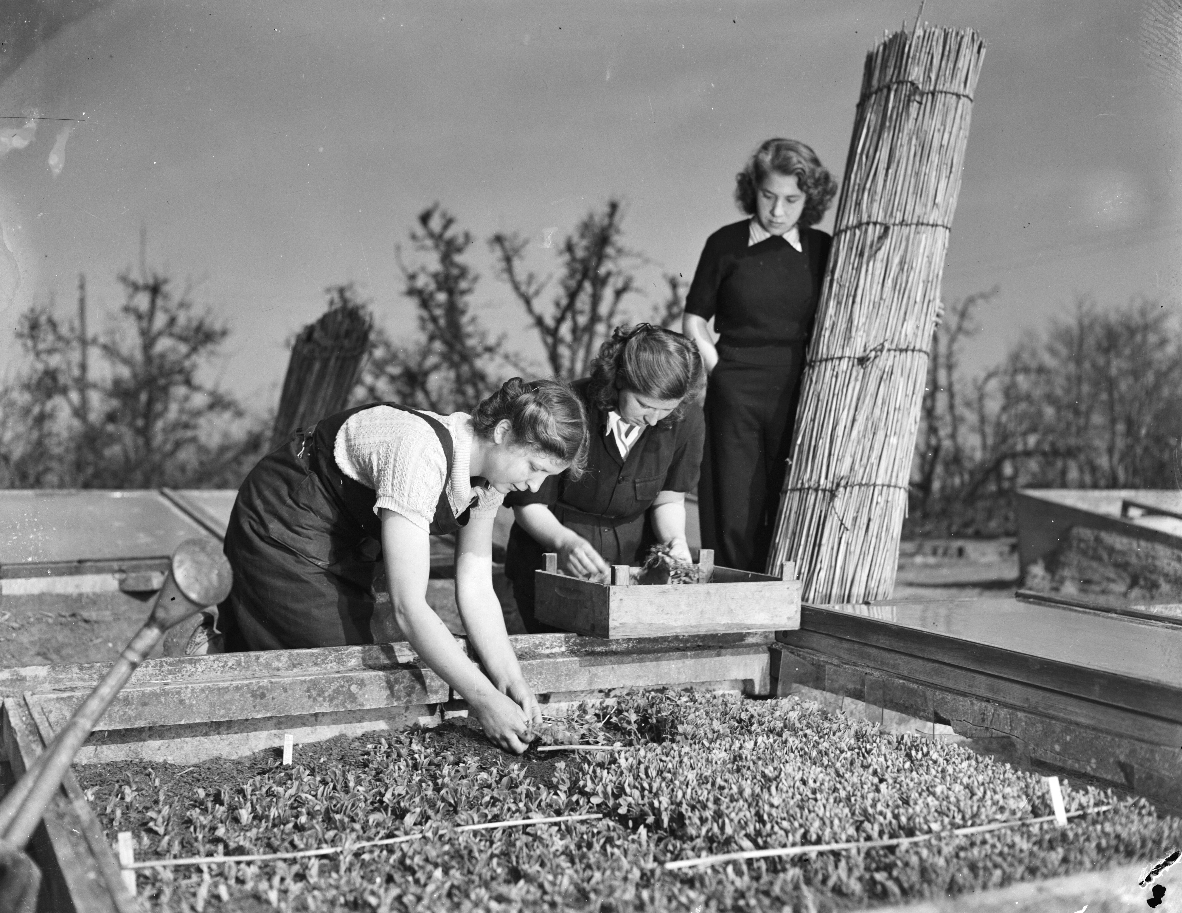 Fotocollectie Anefo — Tuinbouwschool "Huize te Lande" Rijswijk. De uitgezaaide groenteplantjes worden uit de bakken gehaald, om in het veld te worden uitgeplant — Foto: Raucamp, Koos / Anefo. Licentie: Set B: Rechtenvrij / Publiek Domein. Bron: Nationaal Archief. http://hdl.handle.net/10648/a89b4320-d0b4-102d-bcf8-003048976d84