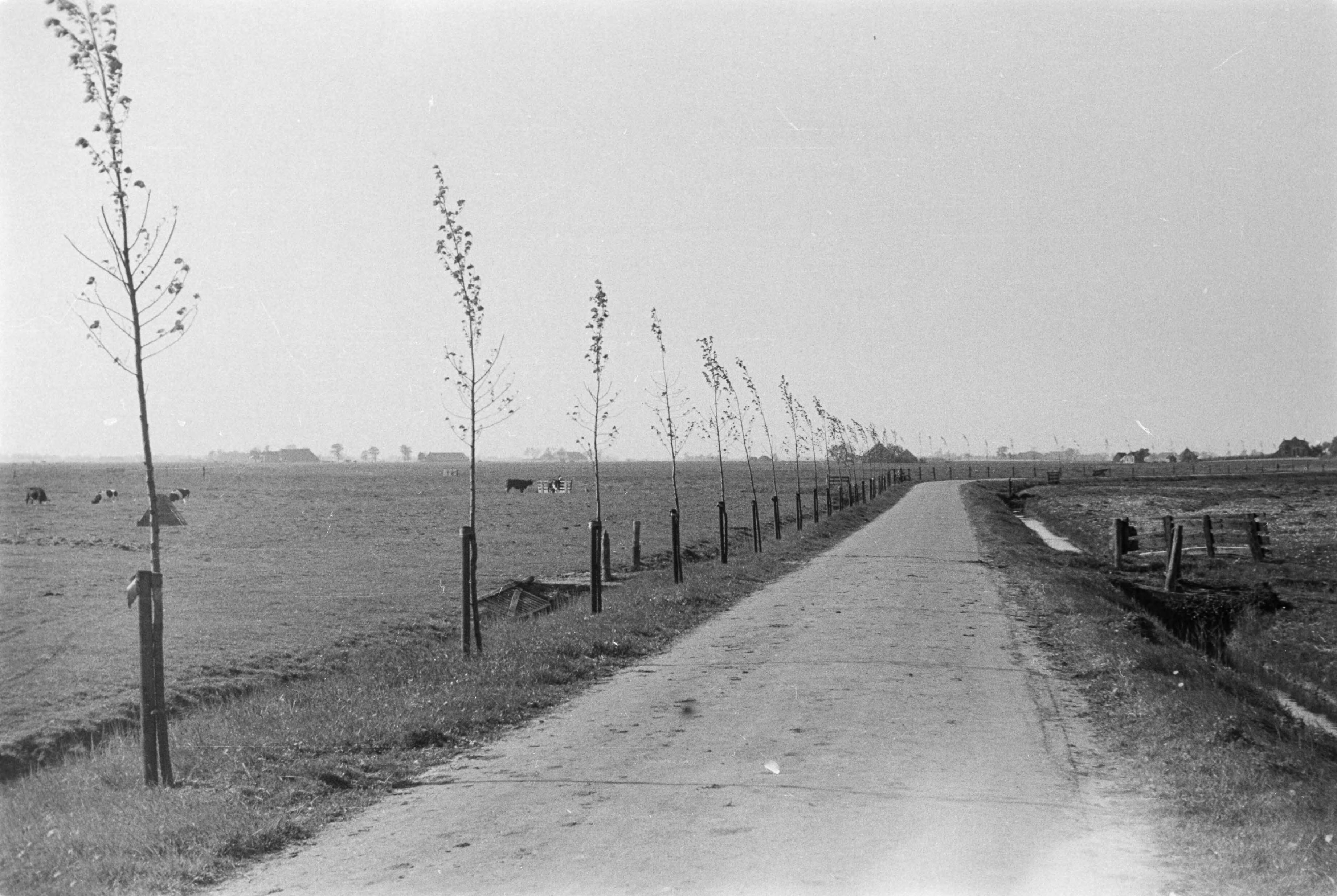 Fotocollectie Nederlandse Heidemaatschappij — landbouwwegen |weilanden|Groningen — Foto: Fotograaf Onbekend / Heidemij. Licentie: Set B: Rechtenvrij / Publiek Domein. Bron: Nationaal Archief. http://hdl.handle.net/10648/ae89016e-d0b4-102d-bcf8-003048976d84
