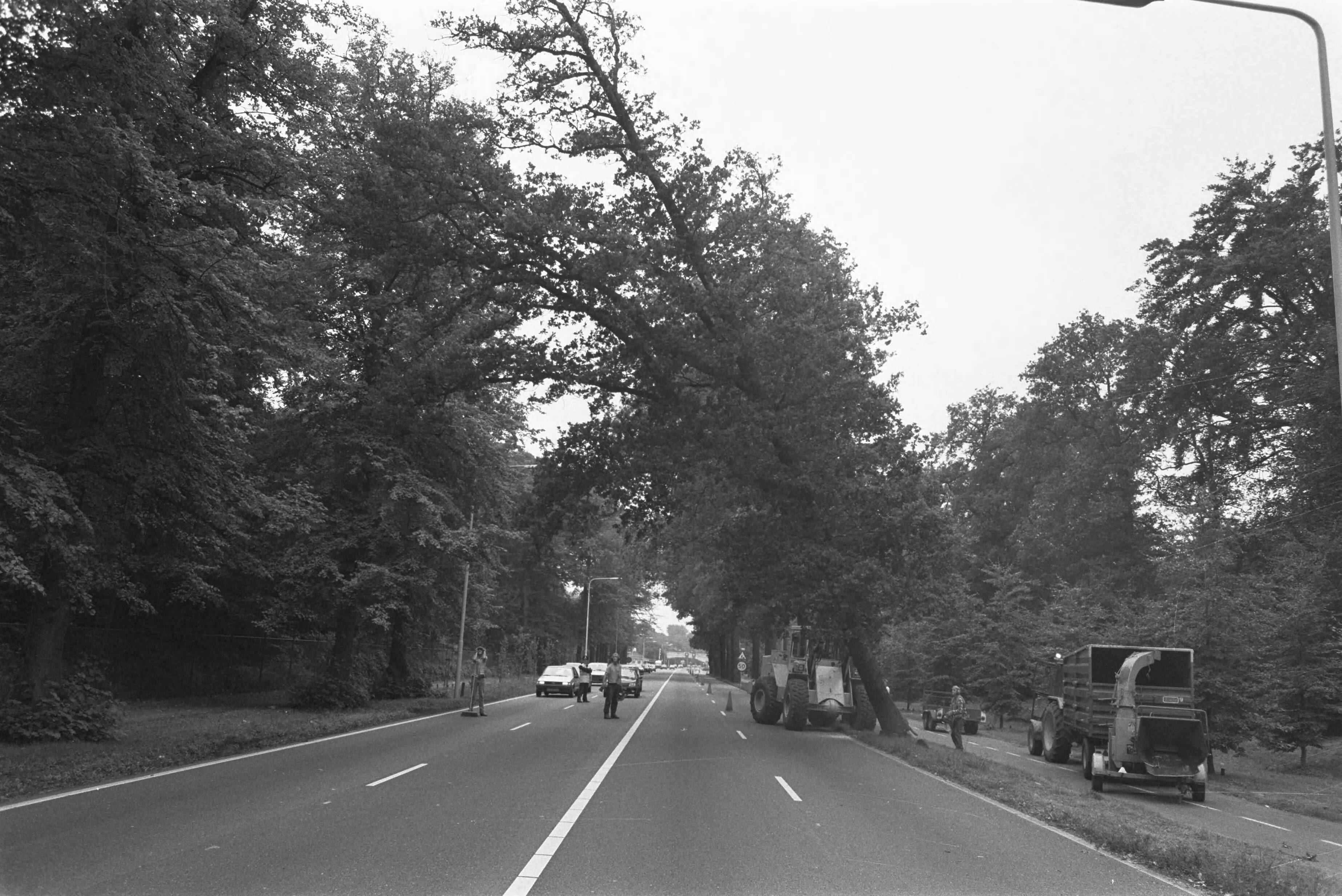 Fotocollectie Anefo — Eiken omgezaagd i.v.m. verbreding A44 Den Haag Wassenaar — Foto: Bogaerts, Rob / Anefo. Licentie: Set B: Rechtenvrij / Publiek Domein. Bron: Nationaal Archief. http://hdl.handle.net/10648/ad6d2346-d0b4-102d-bcf8-003048976d84