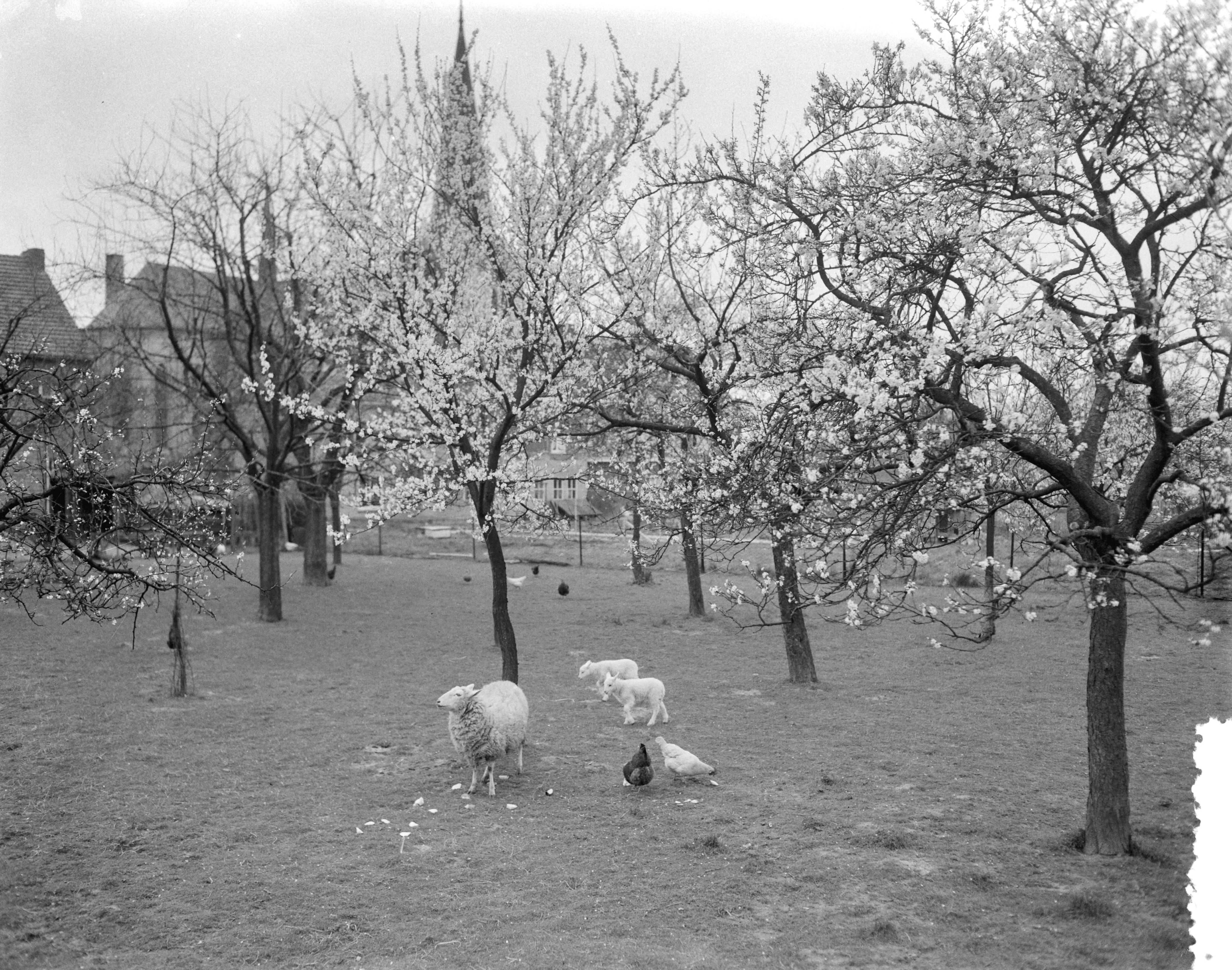 Fotocollectie Anefo — Vroege bloesem in Zuid-Limburg. Bij Berg en Terblijt — Foto: Bilsen, Joop van / Anefo. Licentie: Set B: Rechtenvrij / Publiek Domein. Bron: Nationaal Archief. http://hdl.handle.net/10648/a95b4152-d0b4-102d-bcf8-003048976d84