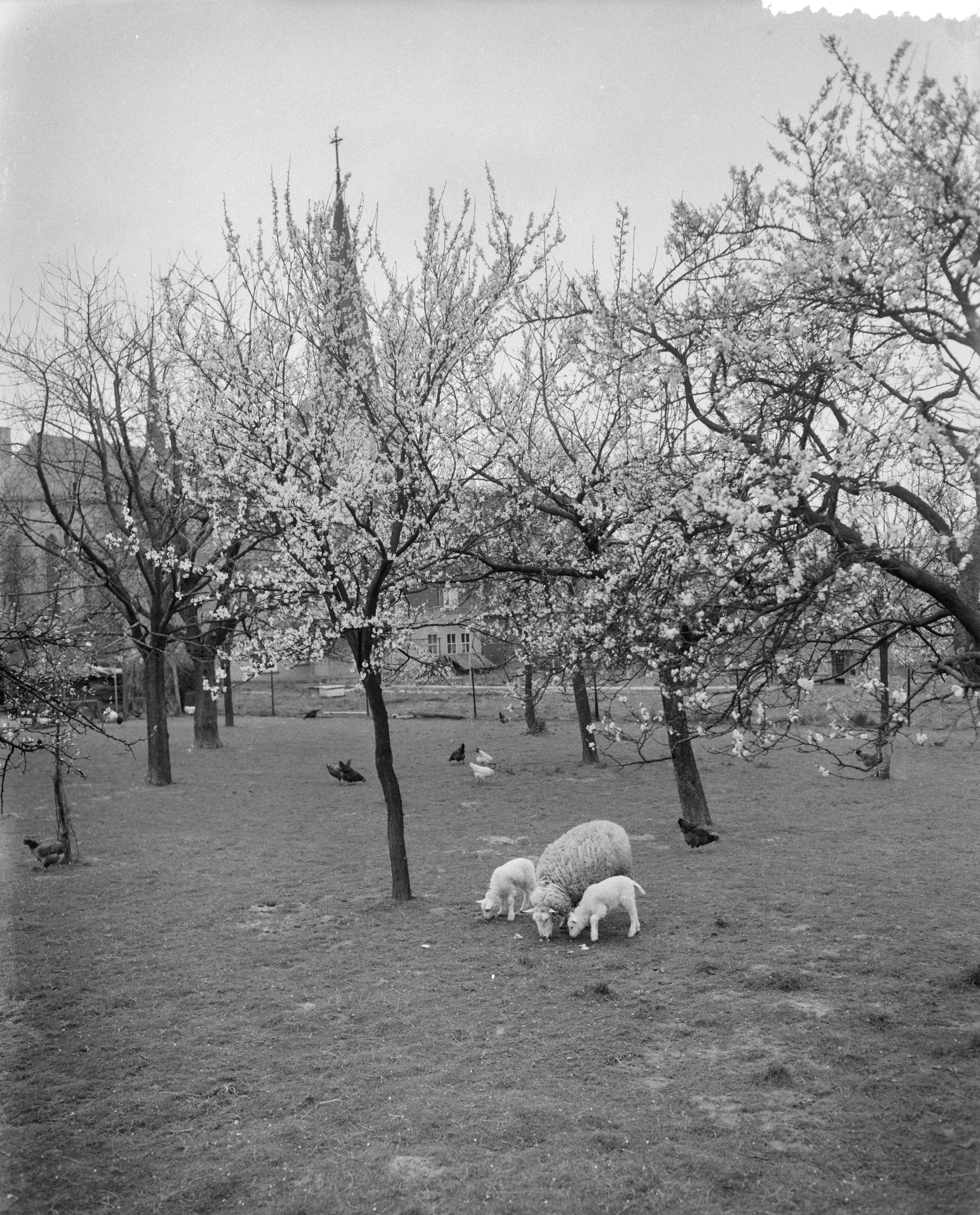 Fotocollectie Anefo — Vroege bloesem in Zuid-Limburg. Bij Berg en Terblijt — Foto: Bilsen, Joop van / Anefo. Licentie: Set B: Rechtenvrij / Publiek Domein. Bron: Nationaal Archief. http://hdl.handle.net/10648/a95b4530-d0b4-102d-bcf8-003048976d84