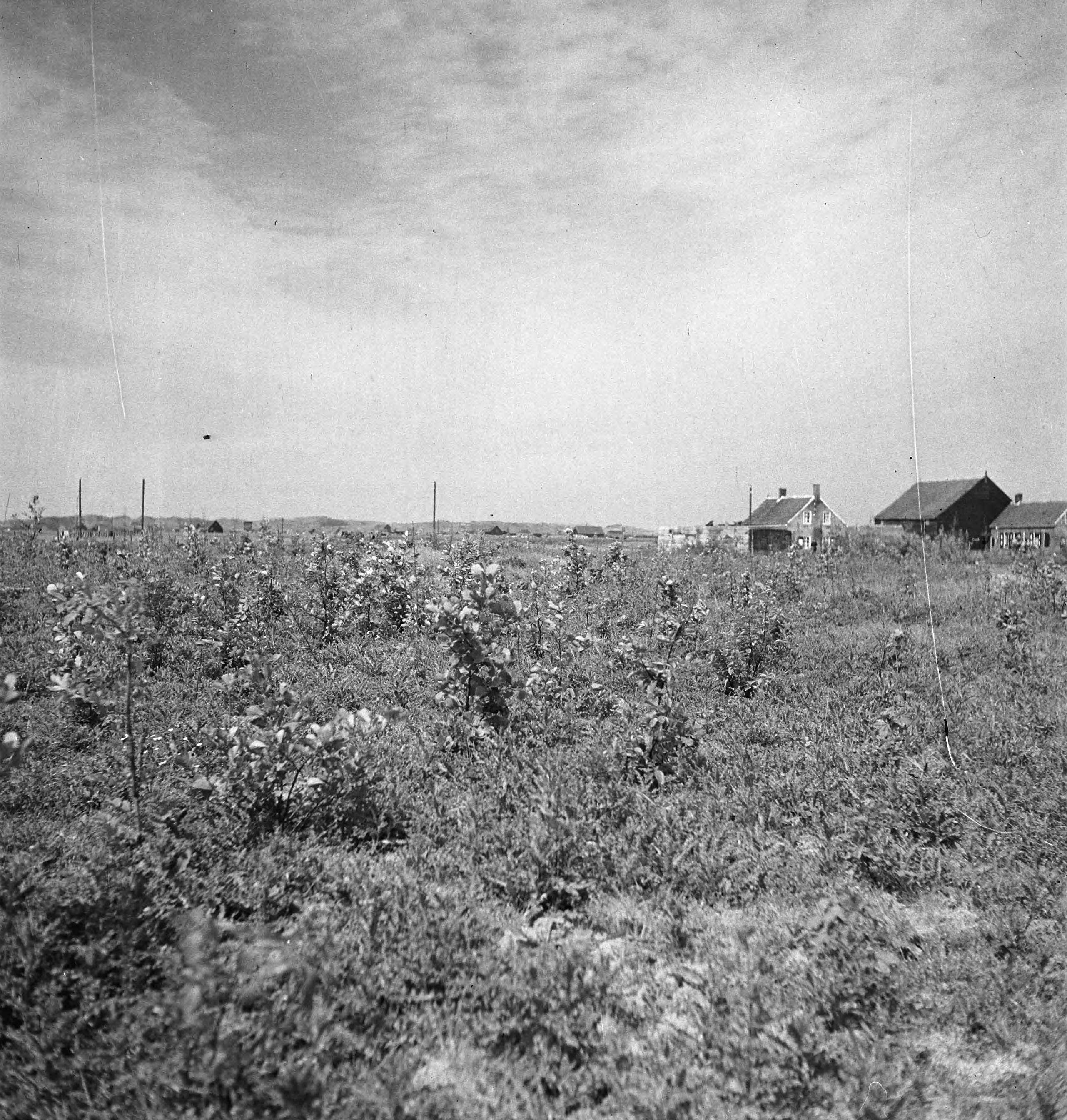 Fotocollectie Nederlandse Heidemaatschappij — [geen bijschrift. Wellicht herbeplanting landgoed "ter Hooge" in het 2e jaar van de aanleg — Foto: Tromp, [...] / Heidemij. Licentie: Set B: Rechtenvrij / Publiek Domein. Bron: Nationaal Archief. http://hdl.handle.net/10648/ae7ffeac-d0b4-102d-bcf8-003048976d84