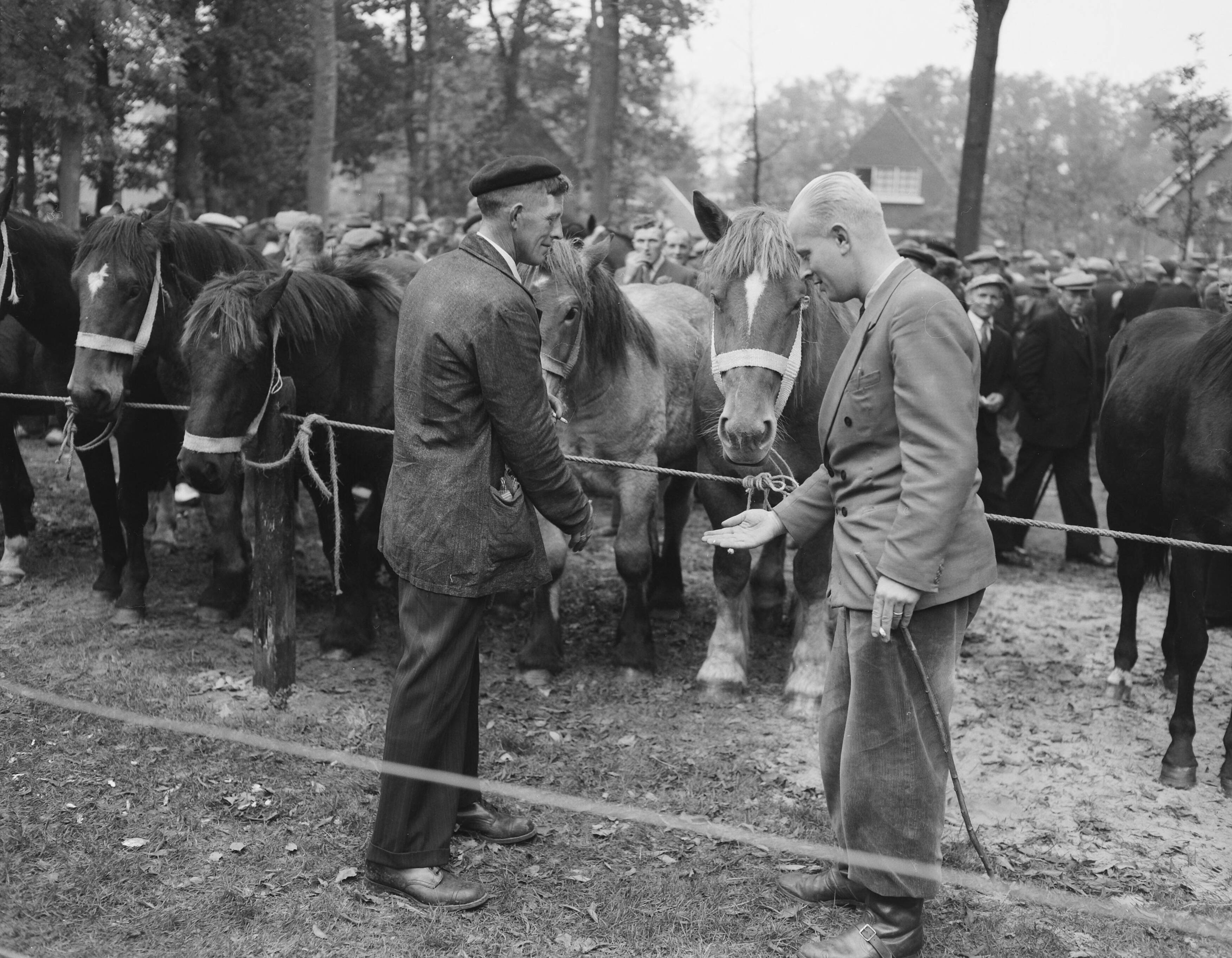 Fotocollectie Anefo — Jaarlijkse paardenmarkt in Zuidlaren — Foto: Rossem, Wim van / Anefo. Licentie: Set B: Rechtenvrij / Publiek Domein. Bron: Nationaal Archief. http://hdl.handle.net/10648/a96c6590-d0b4-102d-bcf8-003048976d84