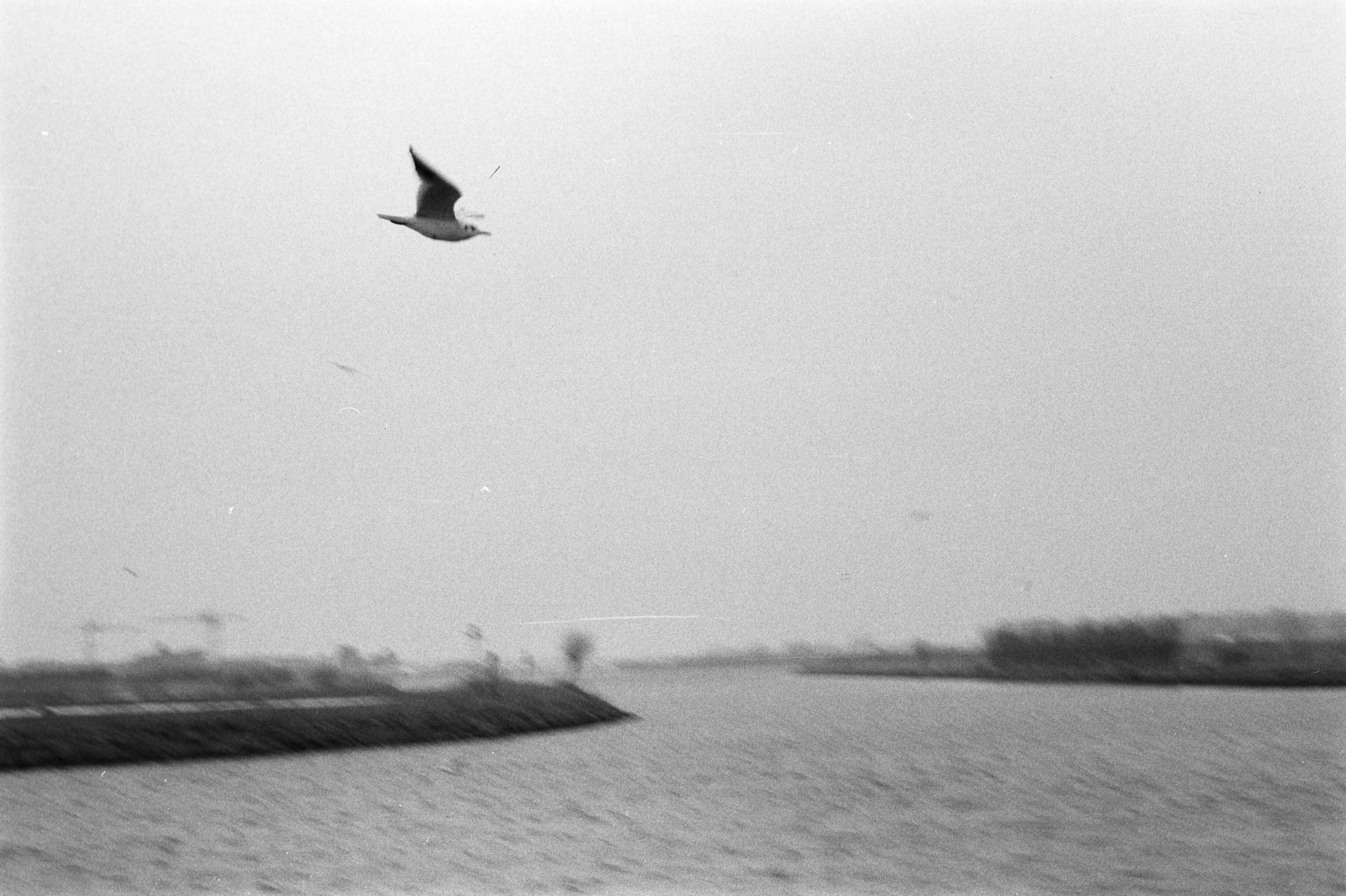 Privé-opnamen (Heidemij) — Meeuw vliegt over water — Foto: Fotograaf Onbekend / Heidemij. Licentie: Set B: Rechtenvrij / Publiek Domein. Bron: Nationaal Archief. http://hdl.handle.net/10648/ae979d96-d0b4-102d-bcf8-003048976d84