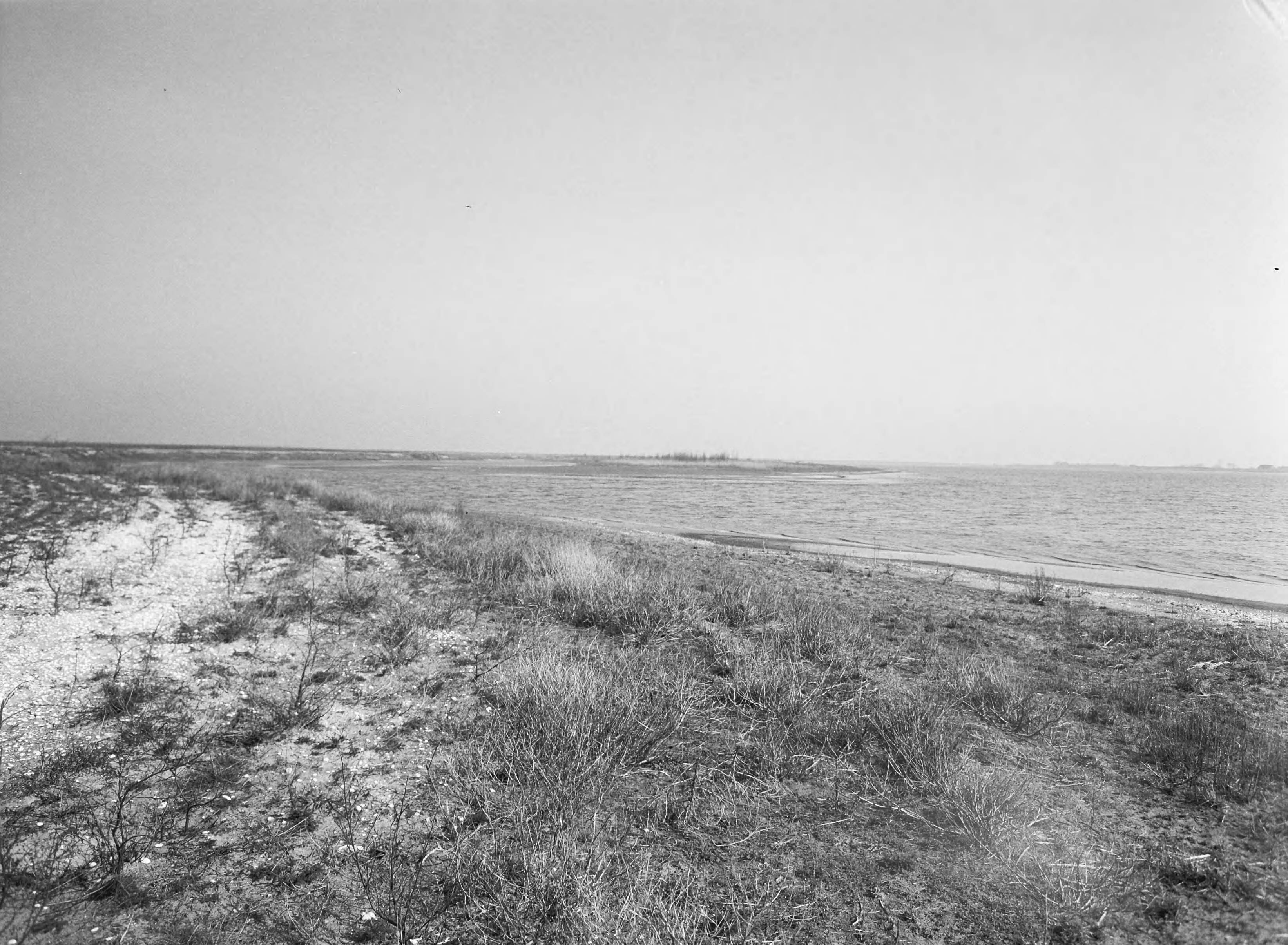 Fotocollectie Nederlandse Heidemaatschappij — Nog onontgonnen gedeelten in de Braakman — Foto: Eyssen, [...] / Heidemij. Licentie: Set B: Rechtenvrij / Publiek Domein. Bron: Nationaal Archief. http://hdl.handle.net/10648/ae5cd45e-d0b4-102d-bcf8-003048976d84