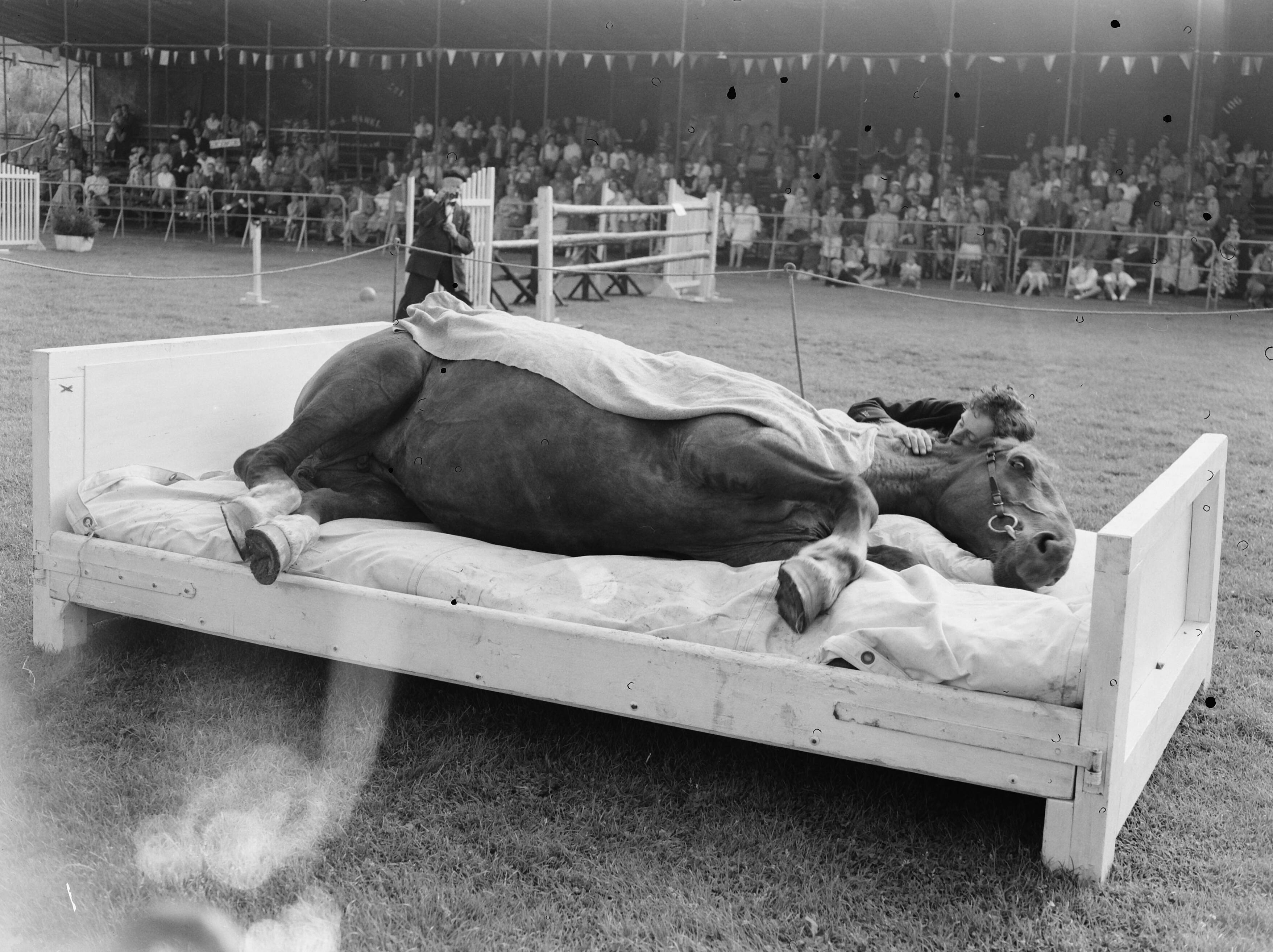 Fotocollectie Anefo — Jubileum Concours Hippique Den Haag , Jan de Wit met gedresseerde paarden [paard ligt in ledikant] — Foto: Pot, Harry / Anefo. Licentie: Set B: Rechtenvrij / Publiek Domein. Bron: Nationaal Archief. http://hdl.handle.net/10648/a939c02c-d0b4-102d-bcf8-003048976d84