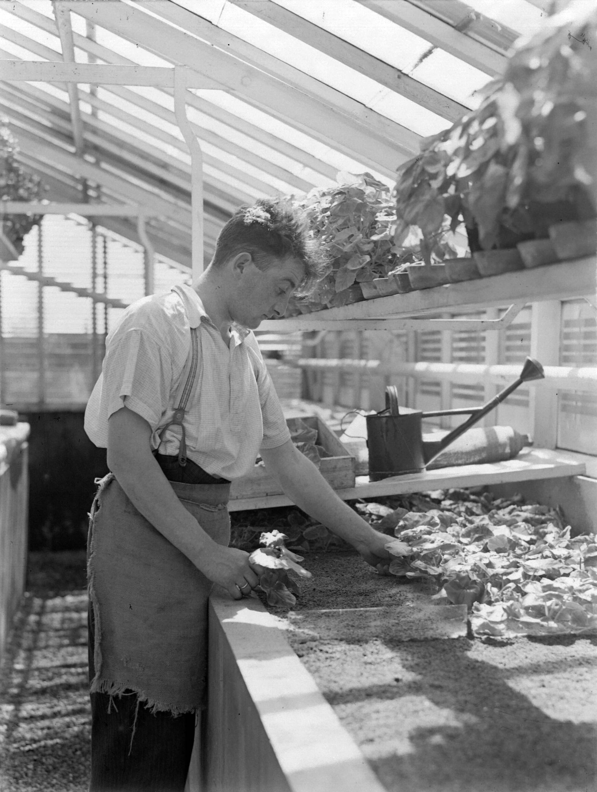 Productfoto's; plantenkas — Kweker met begonia in de plantenkas van de fa. D. Baardse in Aalsmeer — Foto: Poll, Willem van de. Licentie: Set B: Rechtenvrij / Publiek Domein. Bron: Nationaal Archief. http://hdl.handle.net/10648/ae9ebcfc-d0b4-102d-bcf8-003048976d84