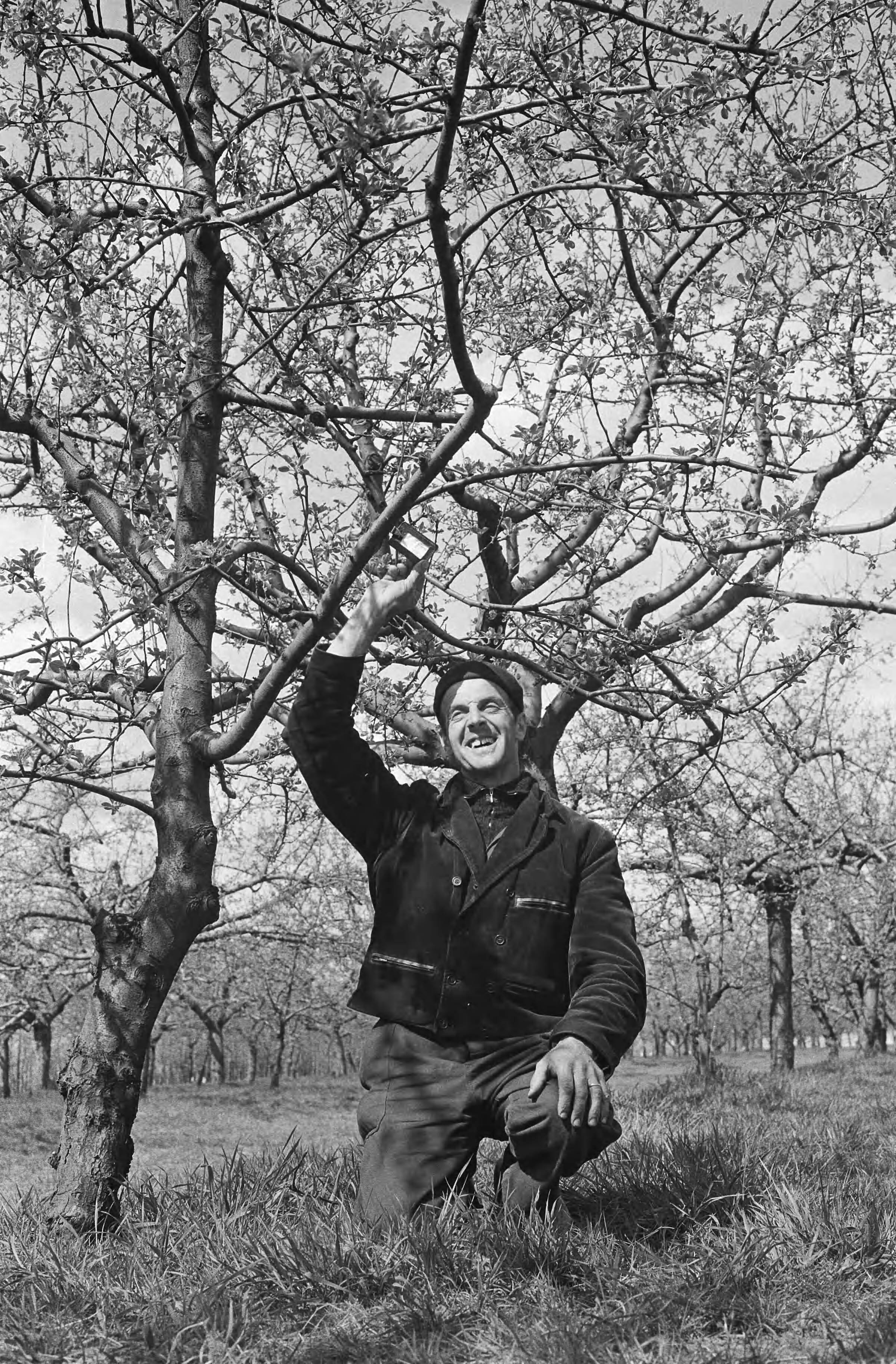 Fotocollectie Anefo — Fruitteler Willem van Buren uit Tull en 't Waal verhuurt bomen — Foto: Behrens, Herbert F. / Anefo. Licentie: Set B: Rechtenvrij / Publiek Domein. Bron: Nationaal Archief. http://hdl.handle.net/10648/abbe1a96-d0b4-102d-bcf8-003048976d84