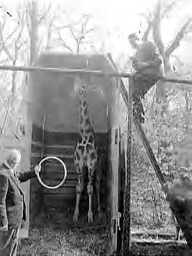Fotocollectie Anefo — Giraffe voor dierenpark Wassenaar wordt "geleverd" door warenhuis De Bijenkorf te Den Haag n.a.v. eerder verschenen advertentie Cees Laseur toont giraffe Lilou de trouwring waarmee zij in de echt zal worden verbonden met de reeds aanwezige giraffe Peter — Foto: Rossem, Wim van / Anefo. Licentie: Set B: Rechtenvrij / Publiek Domein. Bron: Nationaal Archief. http://hdl.handle.net/10648/a95d2e4a-d0b4-102d-bcf8-003048976d84