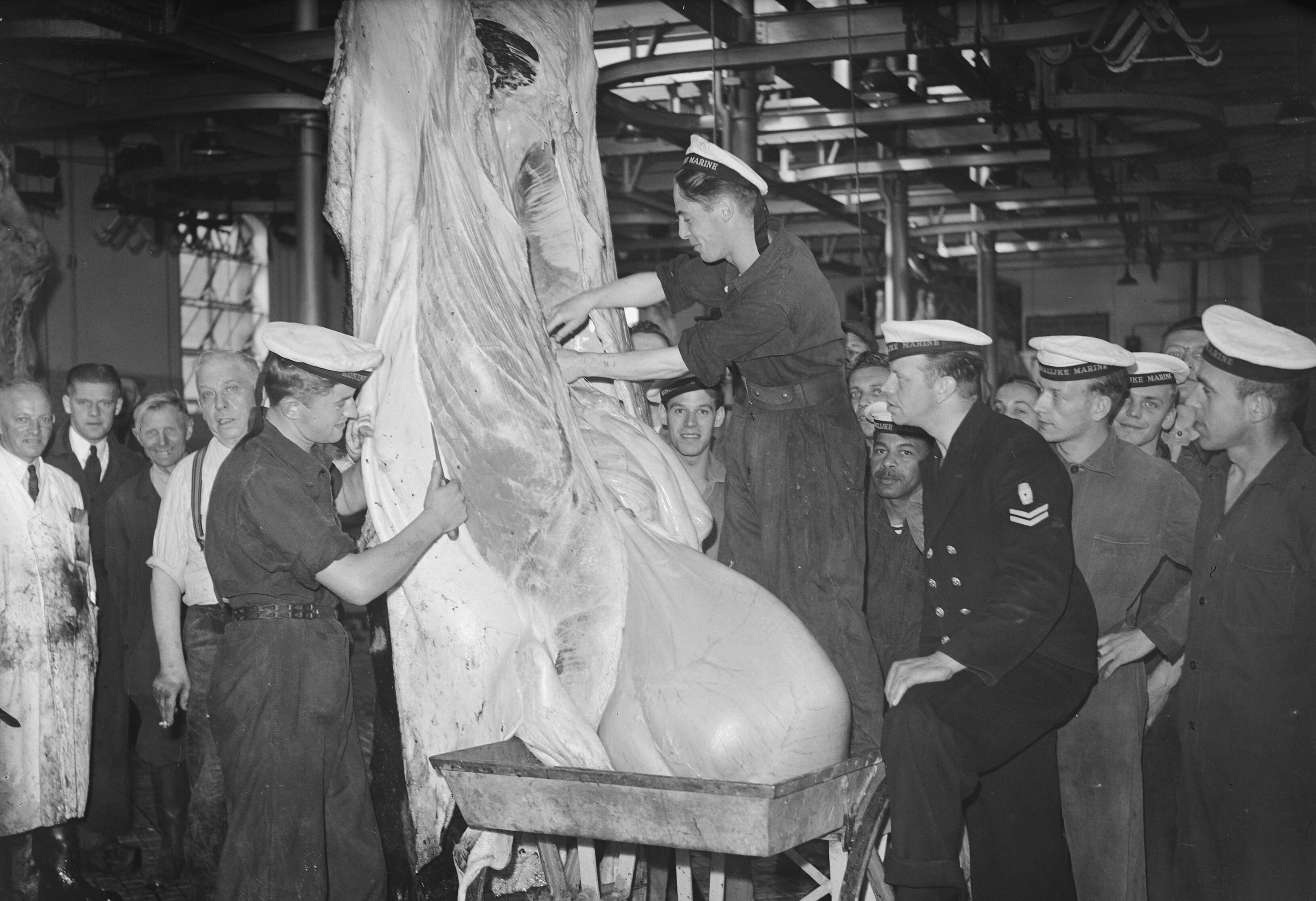 Fotocollectie Anefo — Commissie MOC Hilversum Le Grand op abattoir Utrecht — Foto: Oorschot, […] van / Anefo. Licentie: Set B: Rechtenvrij / Publiek Domein. Bron: Nationaal Archief. http://hdl.handle.net/10648/a8ce1764-d0b4-102d-bcf8-003048976d84