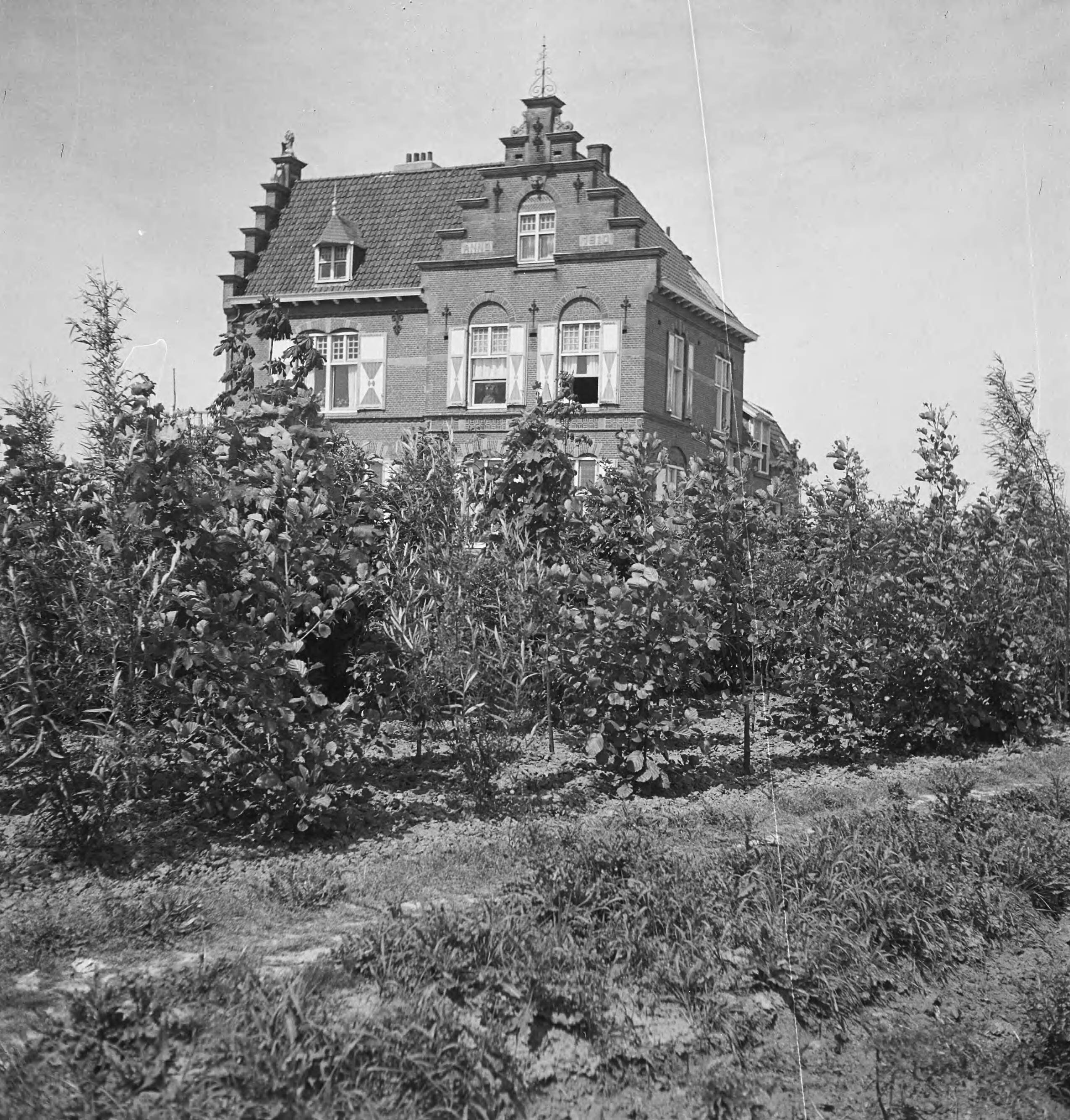Fotocollectie Nederlandse Heidemaatschappij — [geen bijschrift. Wellicht herbeplanting landgoed "ter Hooge" in het 2e jaar van de aanleg — Foto: Tromp, [...] / Heidemij. Licentie: Set B: Rechtenvrij / Publiek Domein. Bron: Nationaal Archief. http://hdl.handle.net/10648/ae80001e-d0b4-102d-bcf8-003048976d84