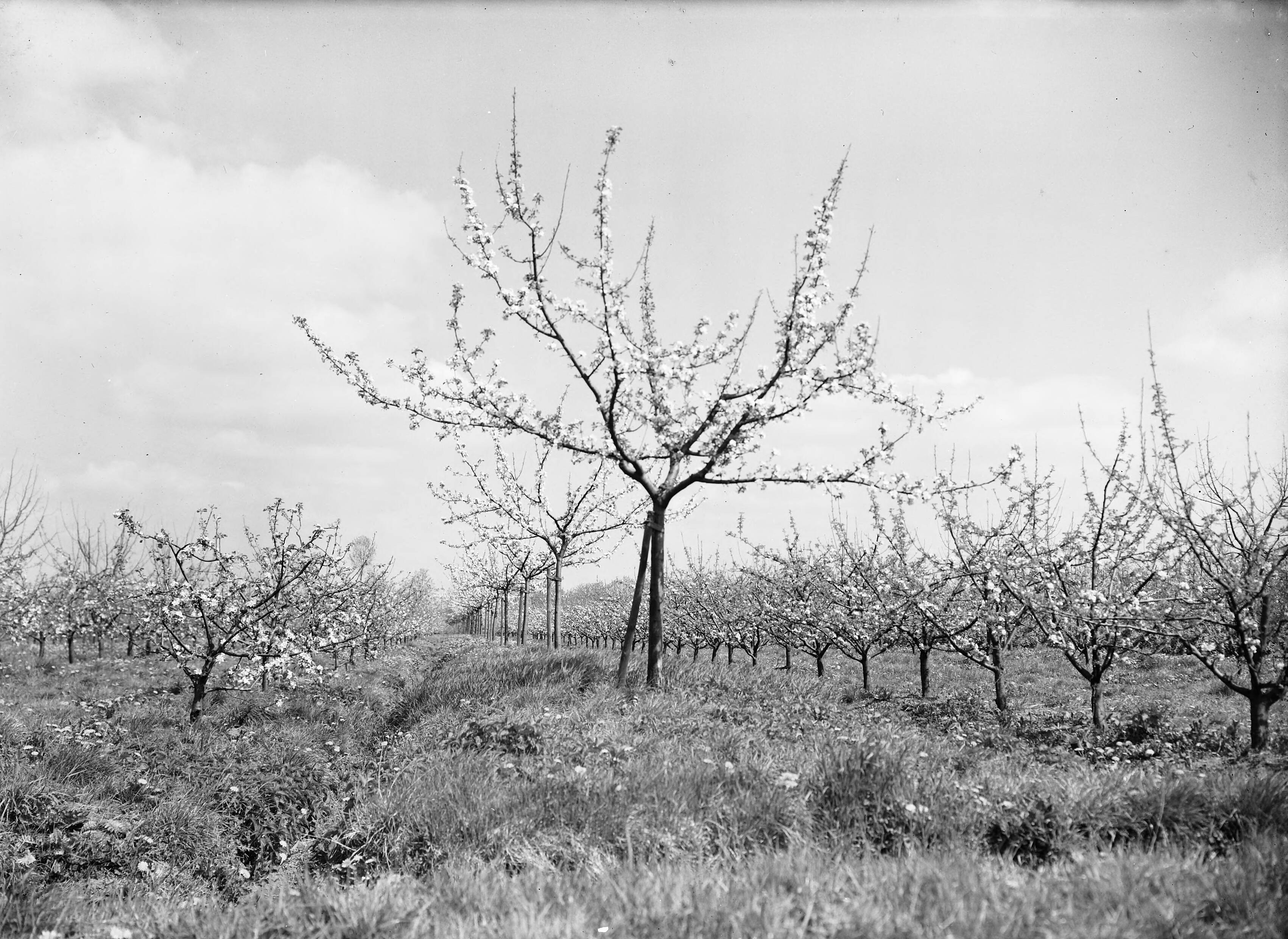 Fotocollectie Nederlandse Heidemaatschappij — Hoogstam Goudreinette. L. Allington Pippin. R. ox Oranje Ppin (afstand 2 meter) - Van Tets Fruitteeltschool Houten — Foto: Eyssen, [...] / Heidemij. Licentie: Set B: Rechtenvrij / Publiek Domein. Bron: Nationaal Archief. http://hdl.handle.net/10648/ae76172a-d0b4-102d-bcf8-003048976d84