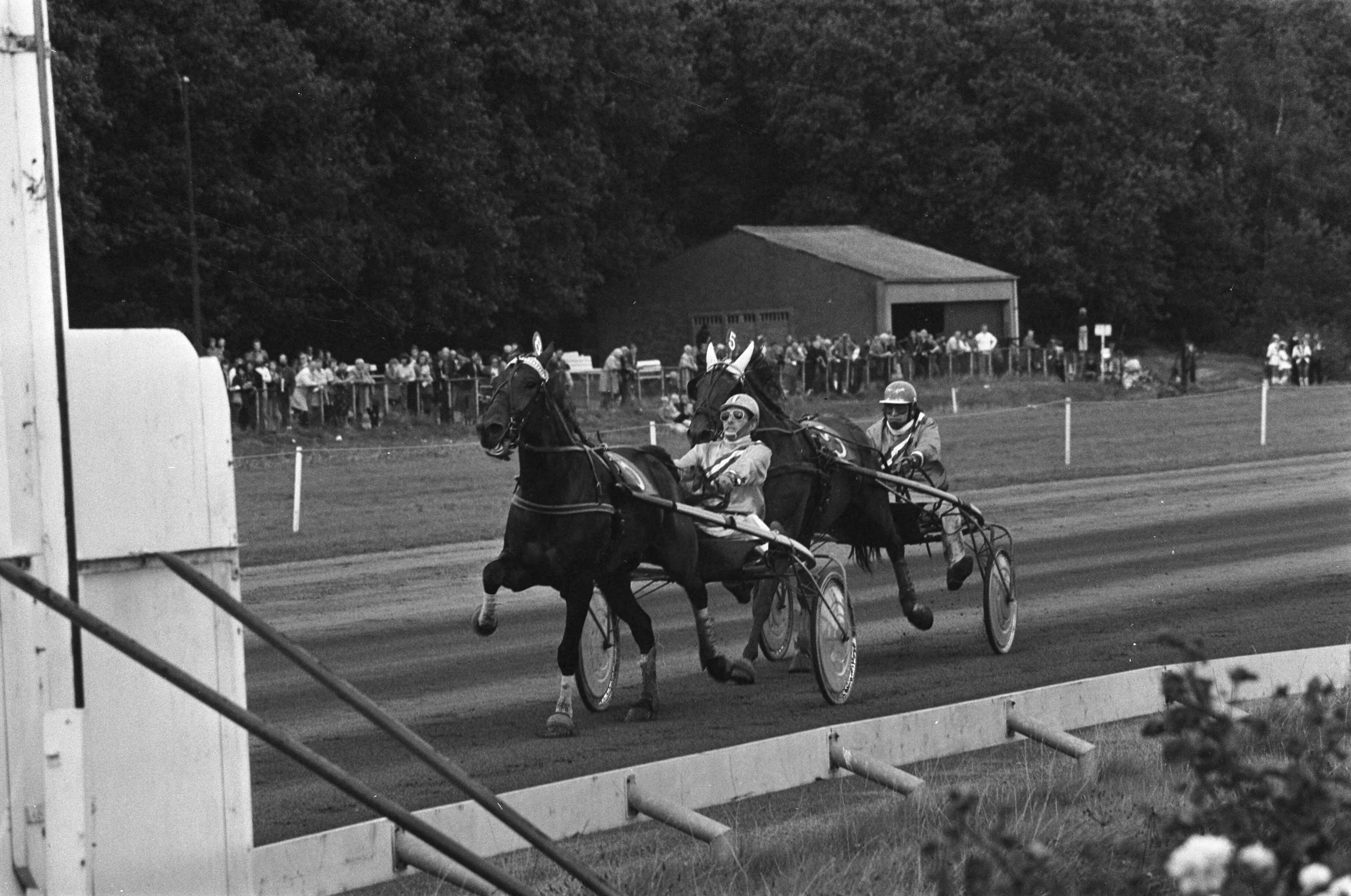 Fotocollectie Anefo — Paardeninterland Nederland tegen Belgie op Duindigt; v.l.n.r. Mistral Nora en M. Cavallos — Foto: Mieremet, Rob / Anefo. Licentie: Set B: Rechtenvrij / Publiek Domein. Bron: Nationaal Archief. http://hdl.handle.net/10648/ac7315ae-d0b4-102d-bcf8-003048976d84