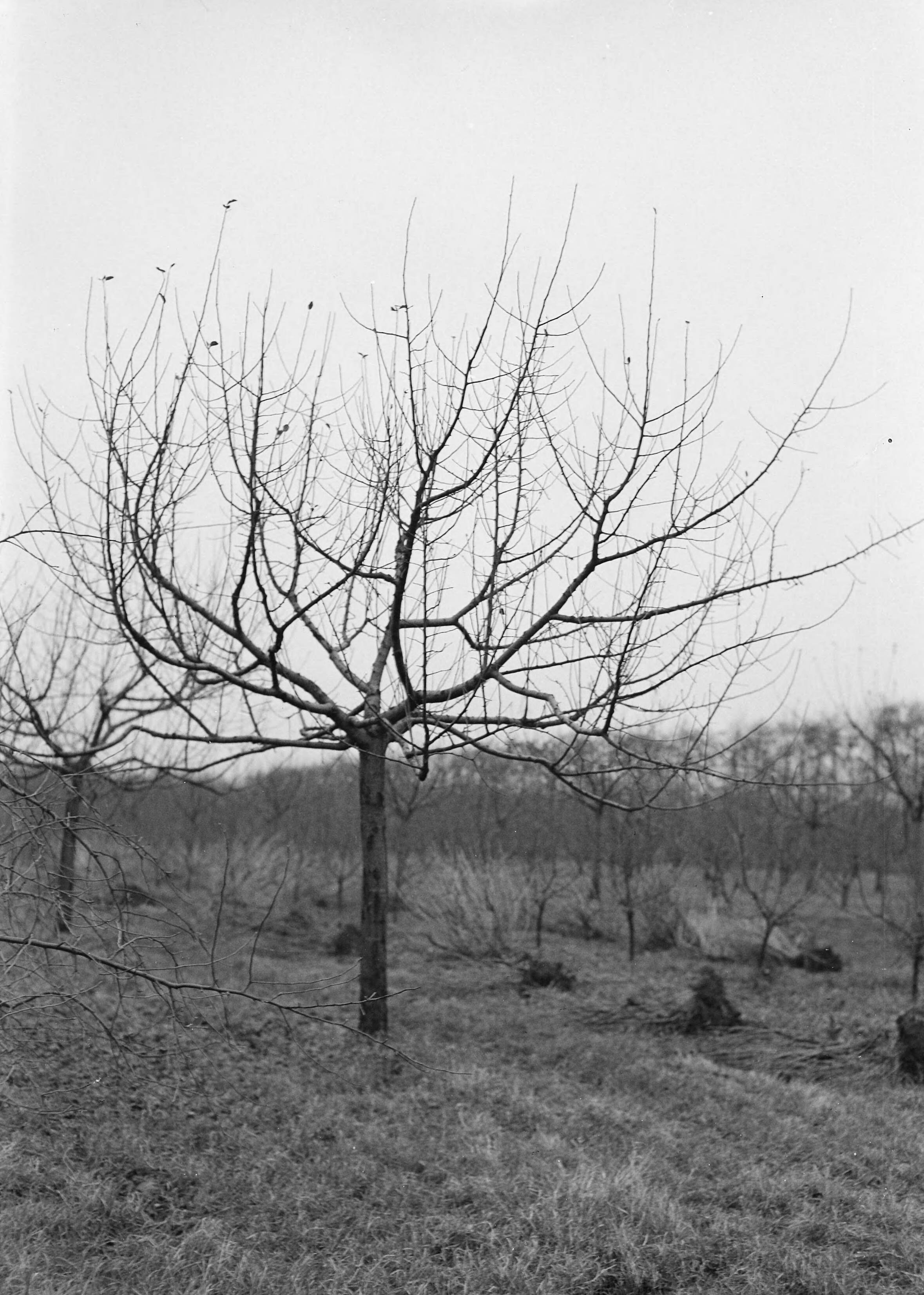 Fotocollectie Nederlandse Heidemaatschappij — Rode Goudreinette geent op Zoeter Compagner op hoogstam type XVI — Foto: Eyssen, [...] / Heidemij. Licentie: Set B: Rechtenvrij / Publiek Domein. Bron: Nationaal Archief. http://hdl.handle.net/10648/ae761f68-d0b4-102d-bcf8-003048976d84