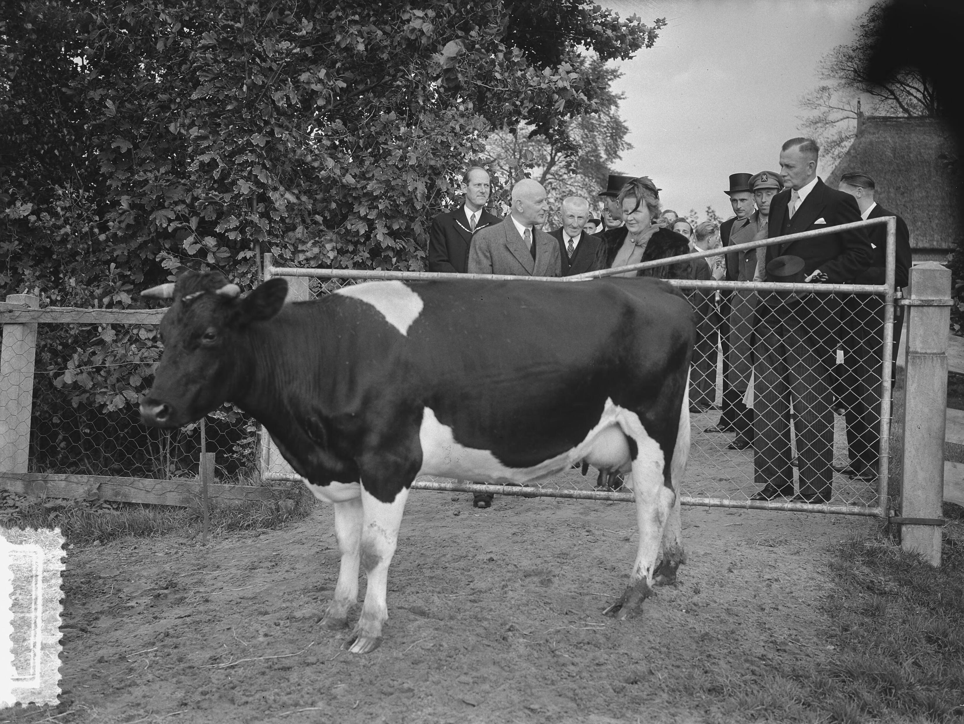 Koningin Juliana bezoekt Leeuwarden — Foto: Bilsen, Joop van / Anefo. — Licentie: Set B: Rechtenvrij / Publiek Domein. Bron: Nationaal Archief. http://hdl.handle.net/10648/a9002452-d0b4-102d-bcf8-003048976d84