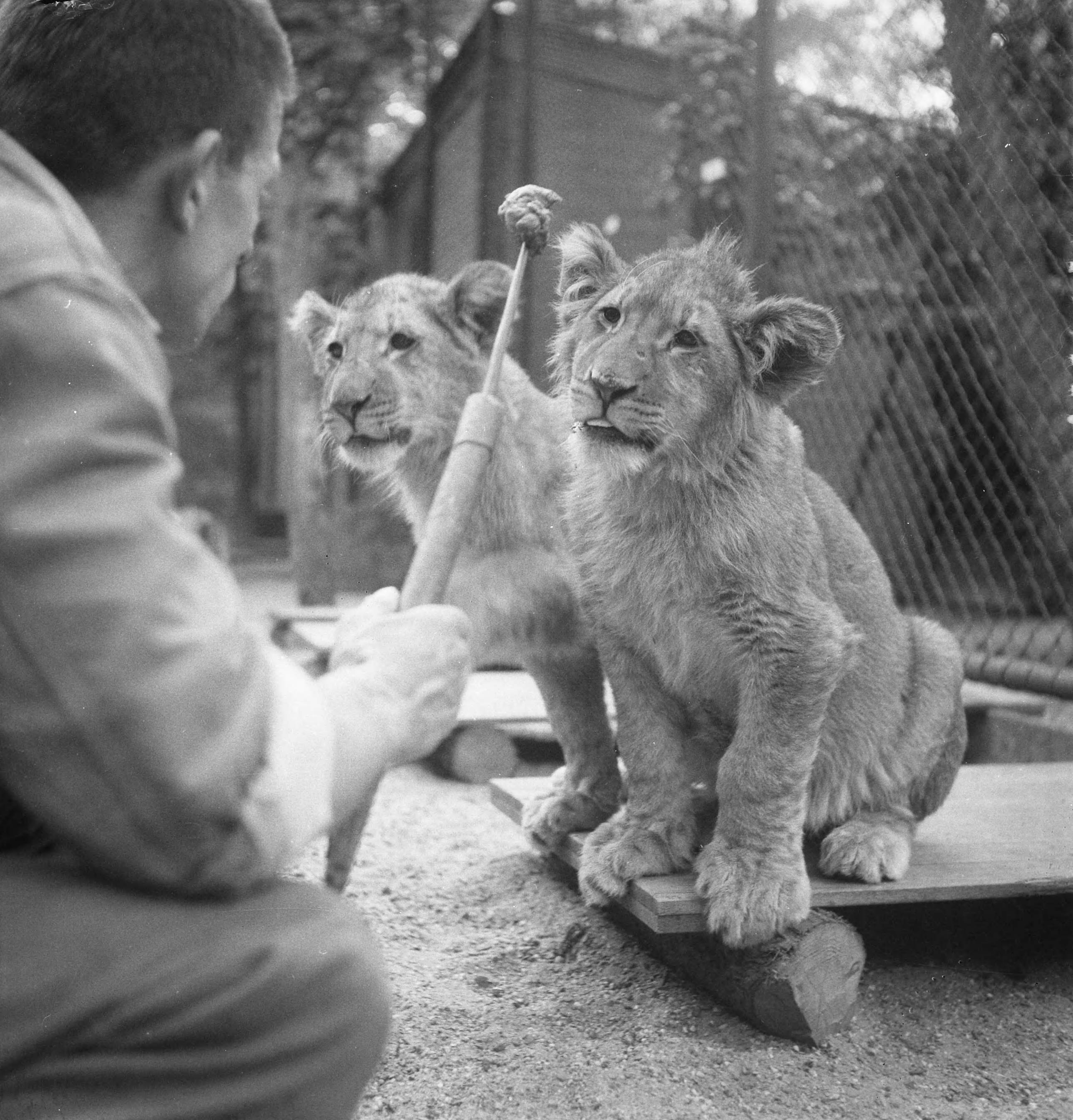 Fotocollectie Anefo — Acht maanden oude leeuwenvierling in dierenpark Wassenaar — Foto: Pot, Harry / Anefo. Licentie: Set B: Rechtenvrij / Publiek Domein. Bron: Nationaal Archief. http://hdl.handle.net/10648/a97cacd4-d0b4-102d-bcf8-003048976d84