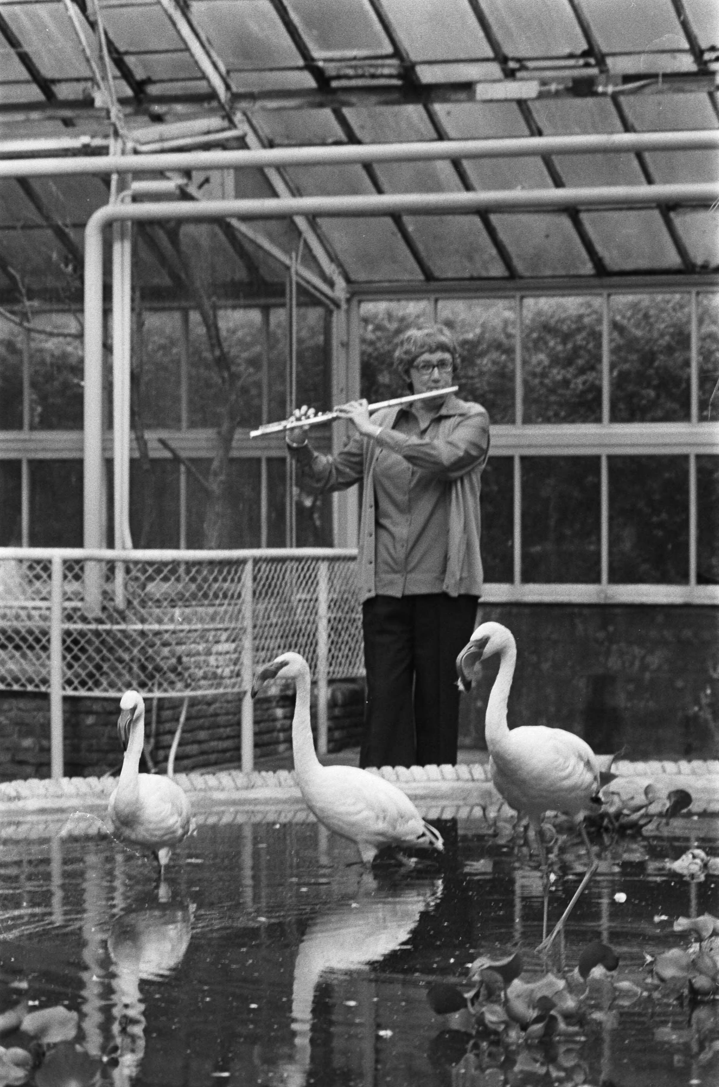 Fotocollectie Anefo — Ellen Mac Gillavry (concertfluitiste) speelt voor gorillas in Wassenaars Dierenpark. Ellen Mac Gillavry voor dwergflamingo's — Foto: Mieremet, Rob / Anefo. Licentie: Set B: Rechtenvrij / Publiek Domein. Bron: Nationaal Archief. http://hdl.handle.net/10648/ac568326-d0b4-102d-bcf8-003048976d84