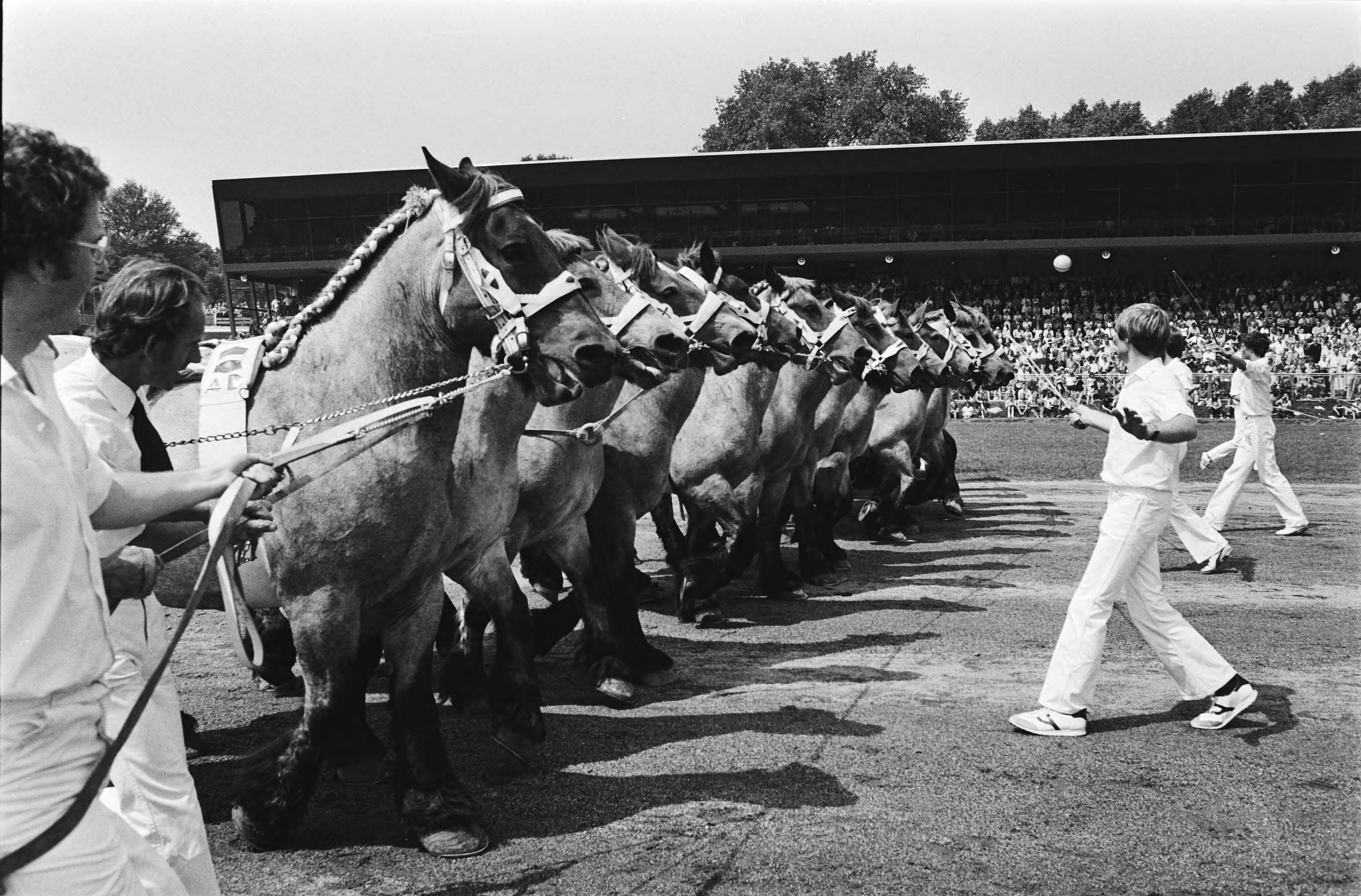 Fotocollectie Anefo — Dag van het paard 1980 in Den Haag , demonstratie van de Koninklijke Vereniging "Het Nederlandse Trekpaard" — Foto: Pereira, Fernando / Anefo. Licentie: Set B: Rechtenvrij / Publiek Domein. Bron: Nationaal Archief. http://hdl.handle.net/10648/ace4724e-d0b4-102d-bcf8-003048976d84