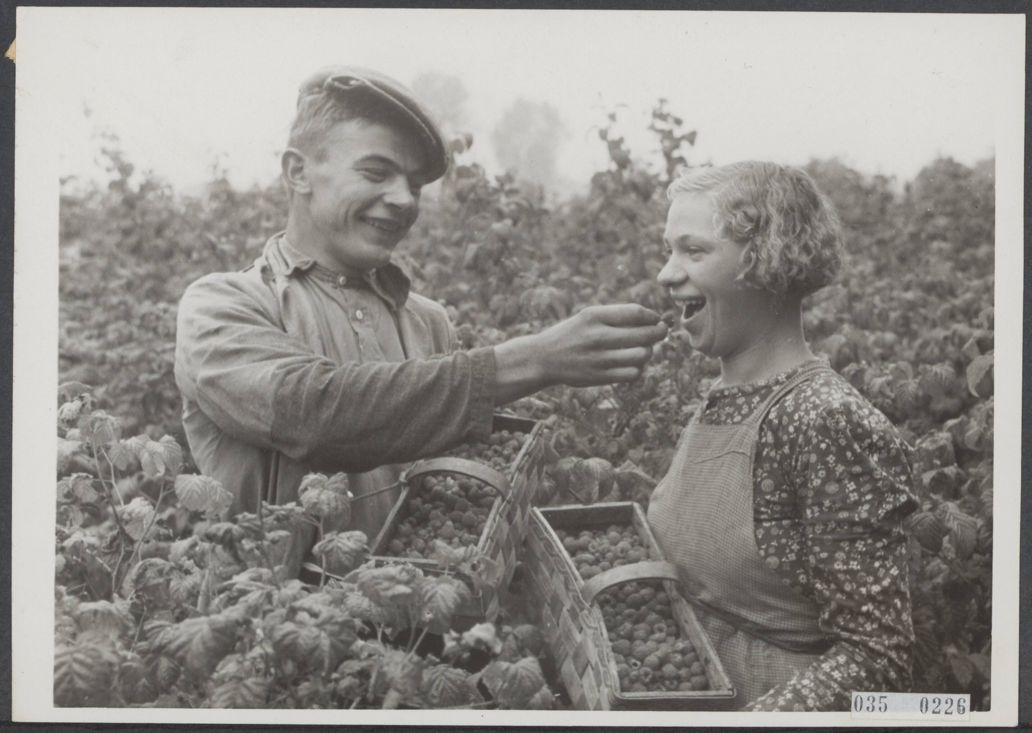 Fotocollectie Elsevier Binnenland — 281. Aan struik zo vol beladen mist men één framboosje niet — Foto: Internationale Clichéfabrieken Pax Holland N.V. Licentie: Set B: Rechtenvrij / Publiek Domein. Bron: Nationaal Archief. http://hdl.handle.net/10648/adea0d48-d0b4-102d-bcf8-003048976d84