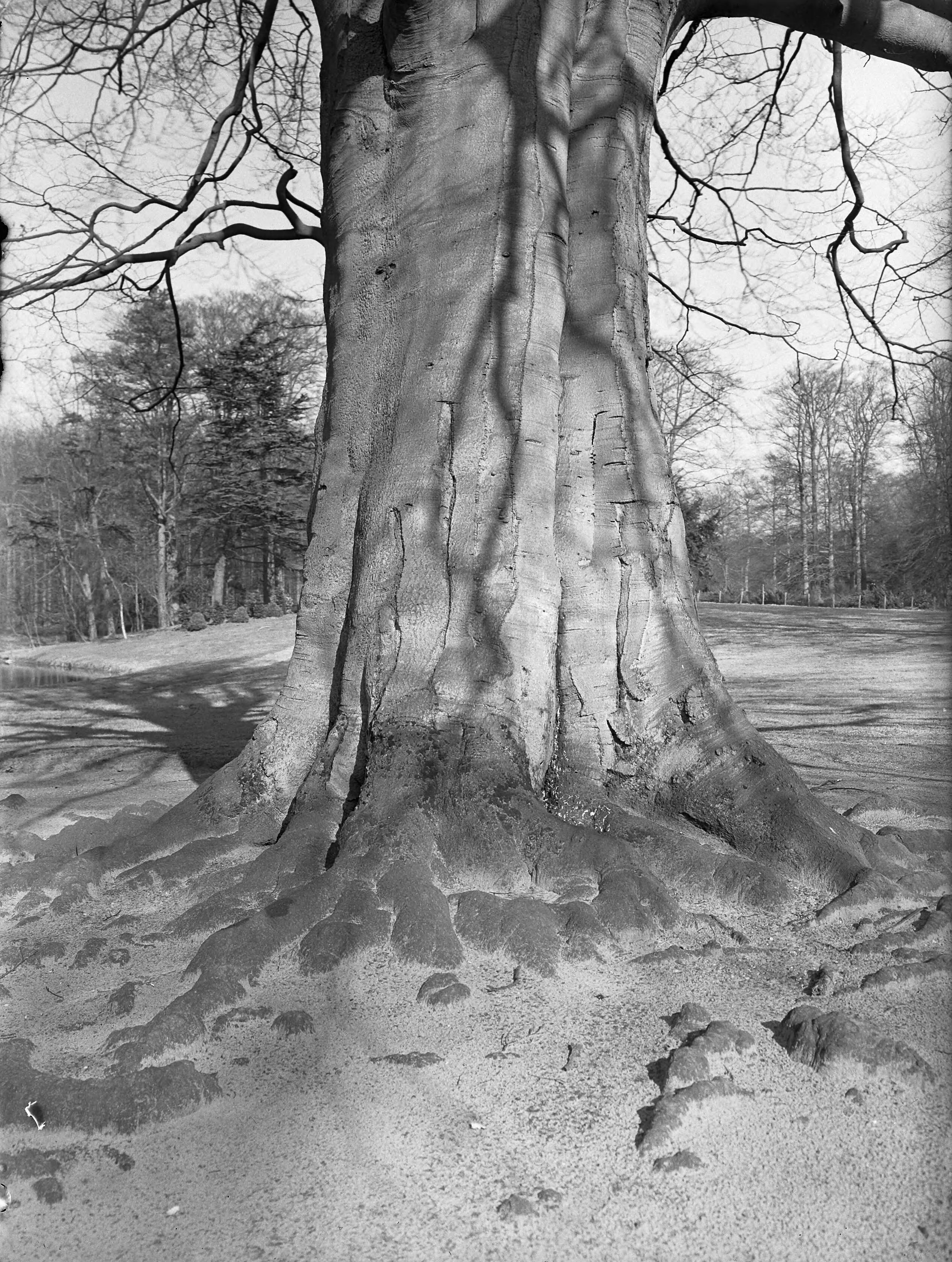 Fotocollectie Nederlandse Heidemaatschappij — Beuk op het landgoed Beerschoten, de Bilt (U.) — Foto: Fotograaf Onbekend / Heidemij. Licentie: Set B: Rechtenvrij / Publiek Domein. Bron: Nationaal Archief. http://hdl.handle.net/10648/ae81e776-d0b4-102d-bcf8-003048976d84