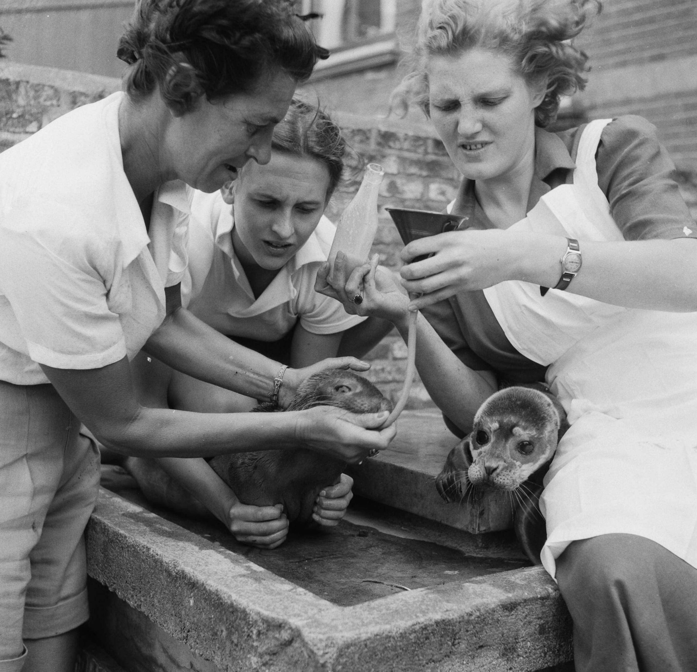 Zeehondjes — Mevrouw Sissingh (Vlissingen) tijdens het voeren van jonge zeehondjes — Foto: Noske, J.D. / Anefo. Licentie: Set B: Rechtenvrij / Publiek Domein. Bron: Nationaal Archief. http://hdl.handle.net/10648/a8dbdc8c-d0b4-102d-bcf8-003048976d84