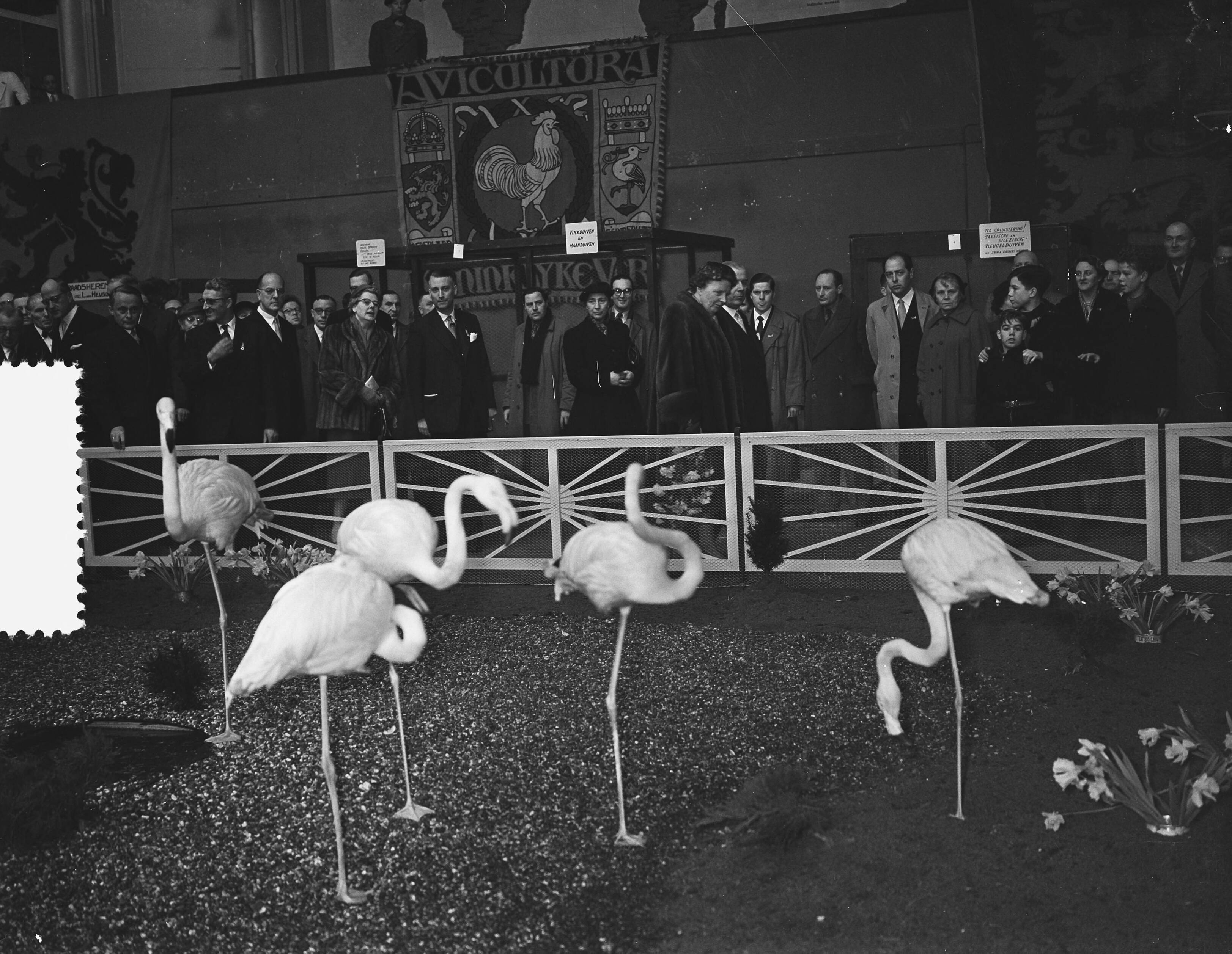 Fotocollectie Anefo — Koningin Juliana bezoekt de 60ste tentoonstelling van "Avicultura" in de Houtrusthallen te Den Haag — Foto: Bilsen, Joop van / Anefo. Licentie: Set B: Rechtenvrij / Publiek Domein. Bron: Nationaal Archief. http://hdl.handle.net/10648/a941d0b4-d0b4-102d-bcf8-003048976d84