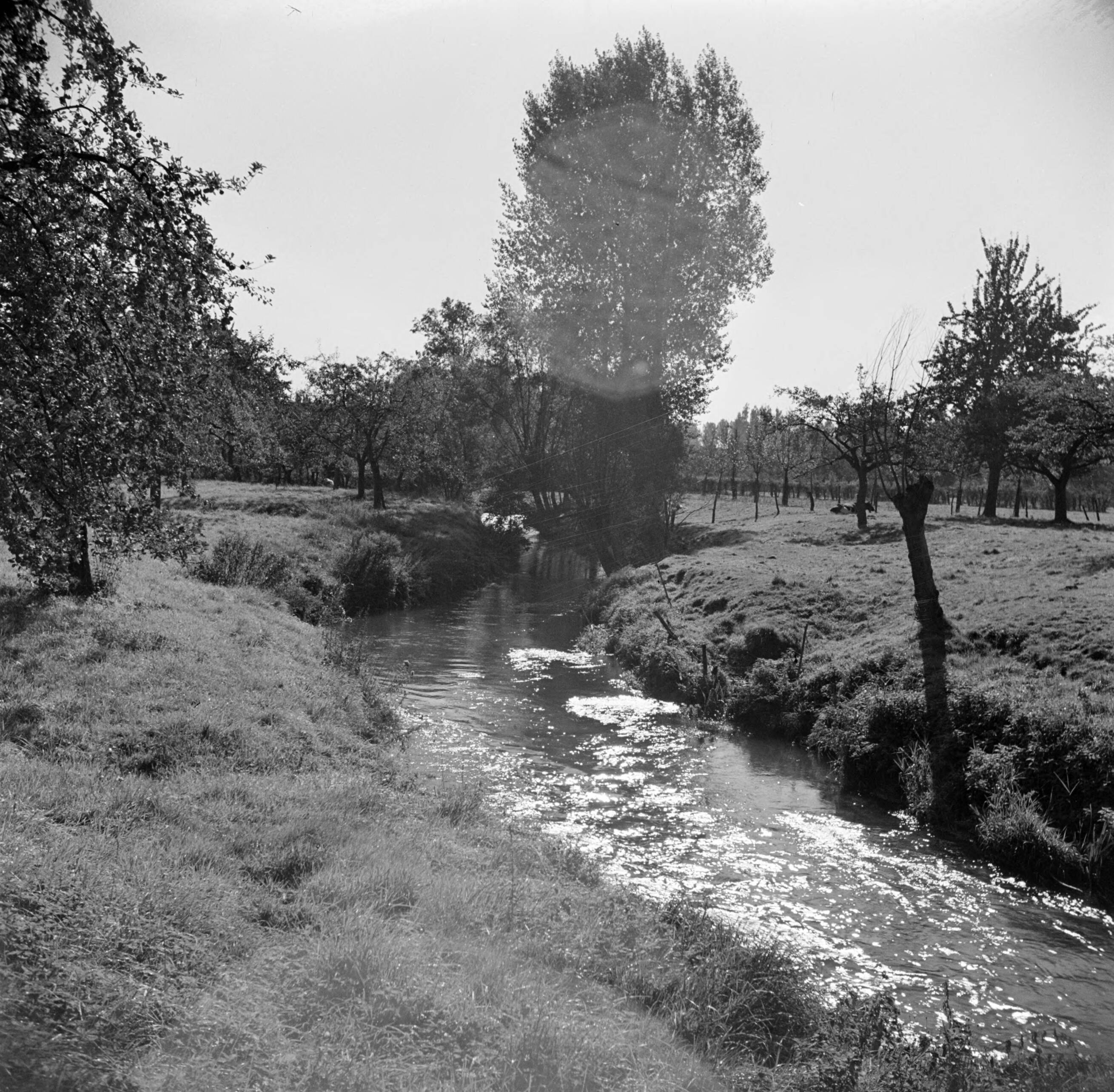 Zuid-Limburg — Rivier de Geul nabij Schin op Geul — Foto: Poll, Willem van de. Licentie: Set B: Rechtenvrij / Publiek Domein. Bron: Nationaal Archief. http://hdl.handle.net/10648/aea61830-d0b4-102d-bcf8-003048976d84
