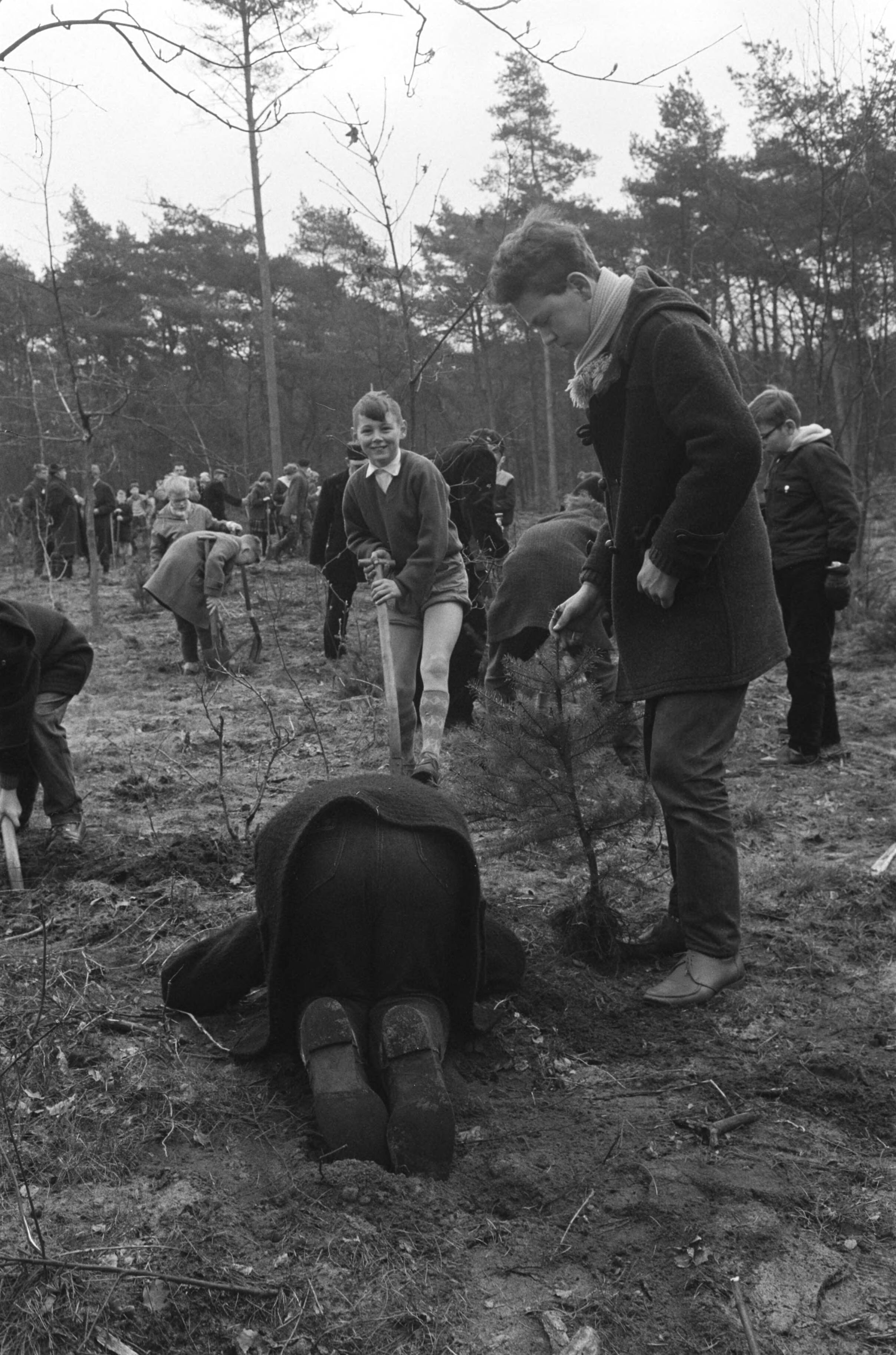 Fotocollectie Anefo — 5de Jaarlijkse Nationale Boomfeestdag, in de bossen van "Het Utrechtse Landschap" te Bilthoven planten 600 kinderen bomen — Foto: Pot, Harry / Anefo. Licentie: Set B: Rechtenvrij / Publiek Domein. Bron: Nationaal Archief. http://hdl.handle.net/10648/a9cf3fbc-d0b4-102d-bcf8-003048976d84