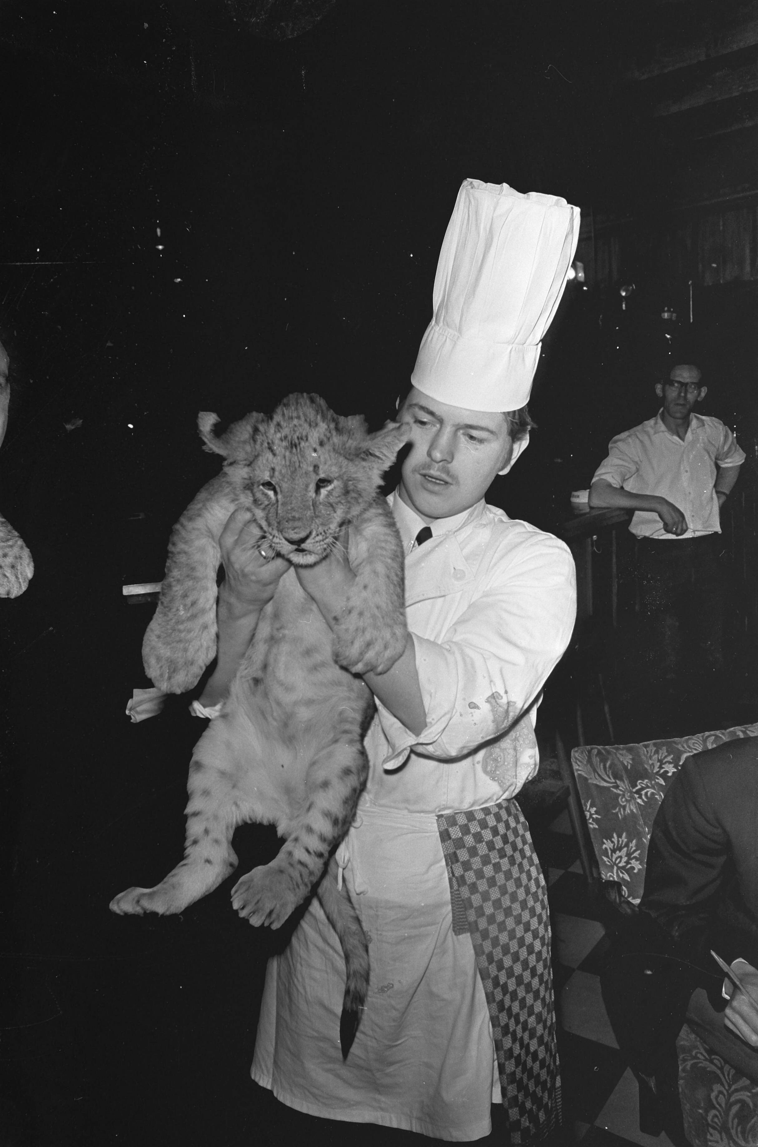 Fotocollectie Anefo — Leeuwtjes dineren in restaurant van Boltini in Soesterberg. De kok verwijdert leeuwtje — Foto: Kroon, Ron / Anefo. Licentie: Set B: Rechtenvrij / Publiek Domein. Bron: Nationaal Archief. http://hdl.handle.net/10648/ab418a8a-d0b4-102d-bcf8-003048976d84