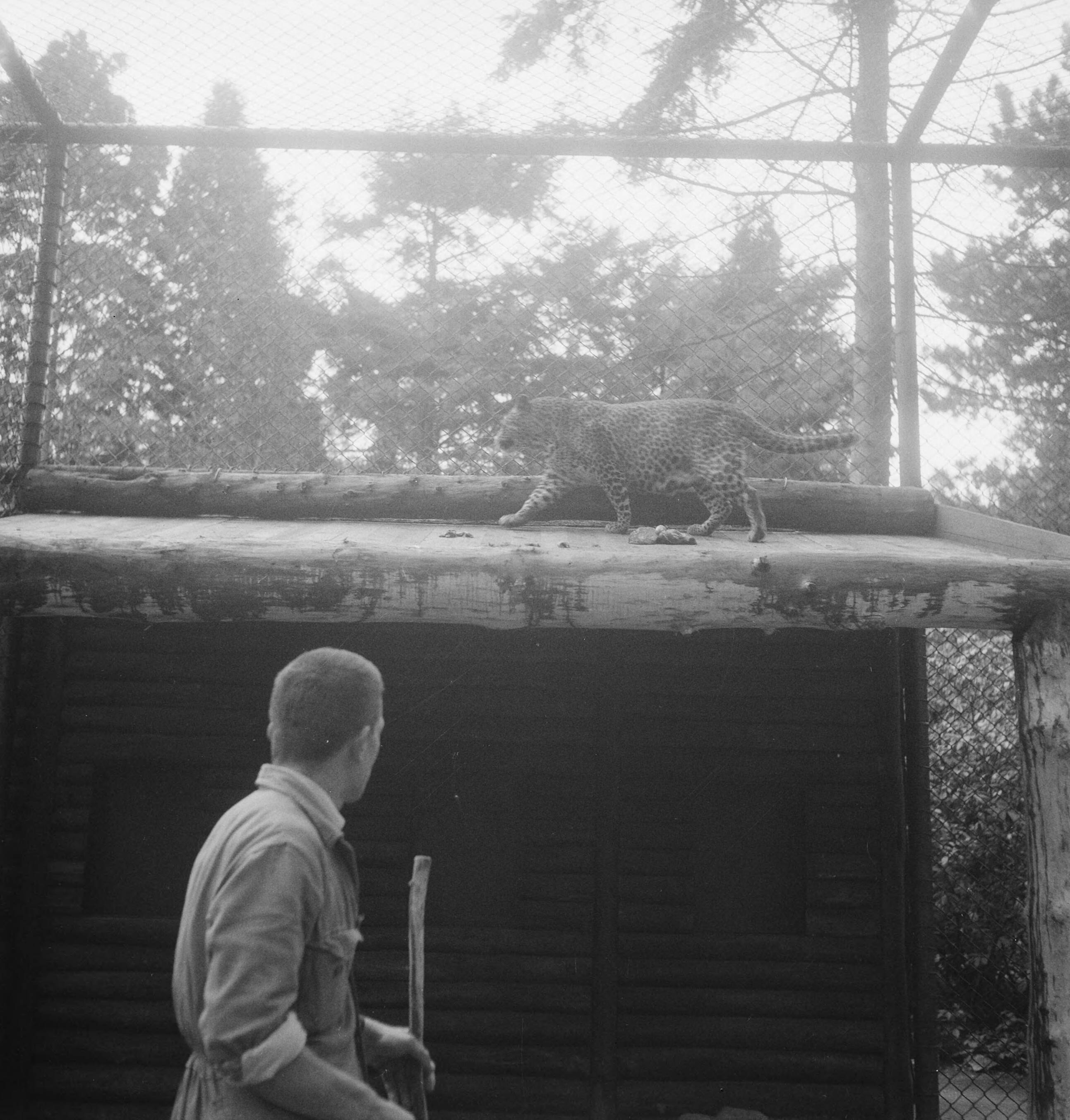 Fotocollectie Anefo — Acht maanden oude leeuwenvierling in dierenpark Wassenaar — Foto: Pot, Harry / Anefo. Licentie: Set B: Rechtenvrij / Publiek Domein. Bron: Nationaal Archief. http://hdl.handle.net/10648/ad7c2242-d0b4-102d-bcf8-003048976d84