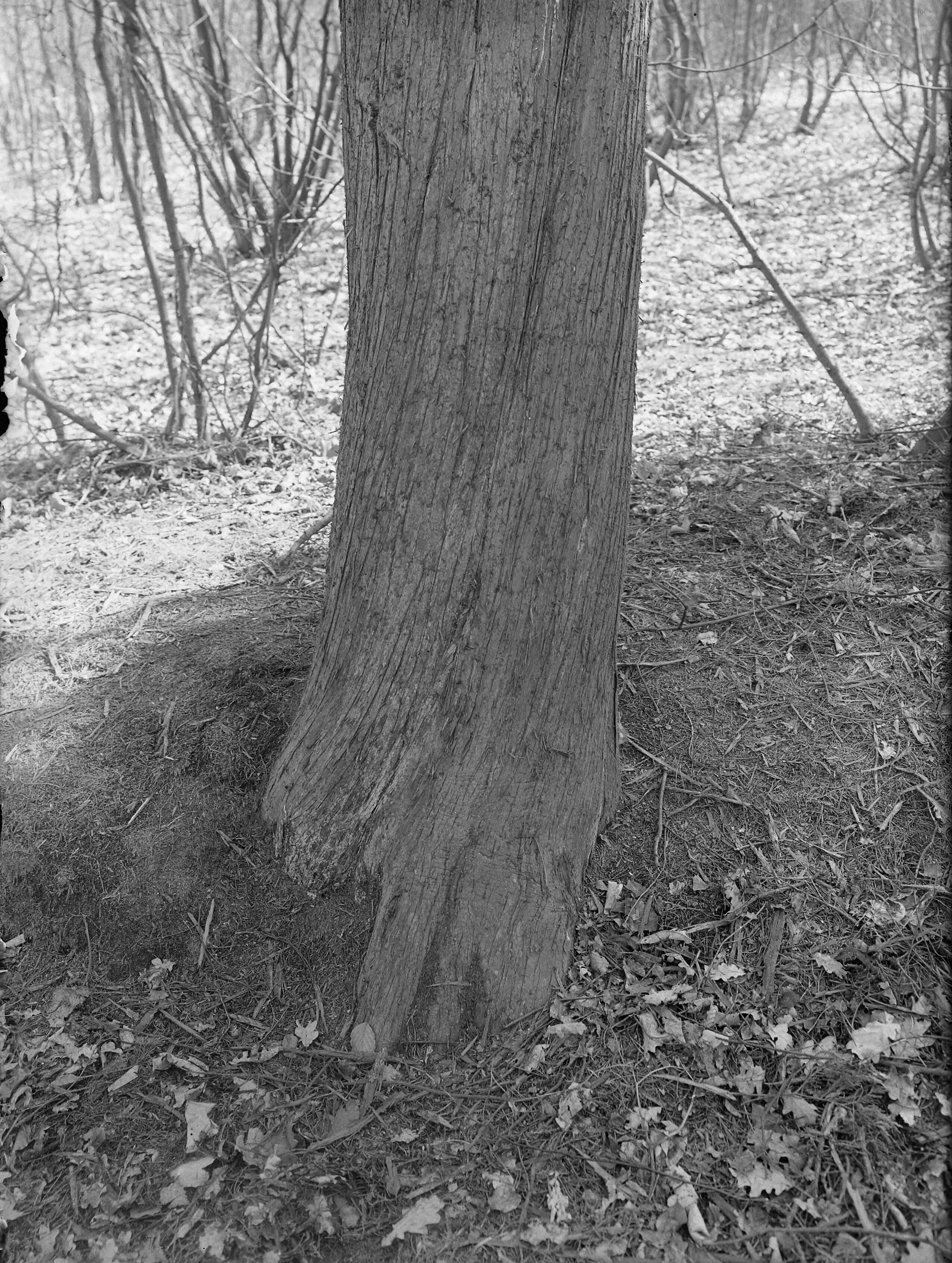 Fotocollectie Nederlandse Heidemaatschappij — Jeneverbes, Laren (N.H.) — Foto: Fotograaf Onbekend / Heidemij. Licentie: Set B: Rechtenvrij / Publiek Domein. Bron: Nationaal Archief. http://hdl.handle.net/10648/ae81c804-d0b4-102d-bcf8-003048976d84