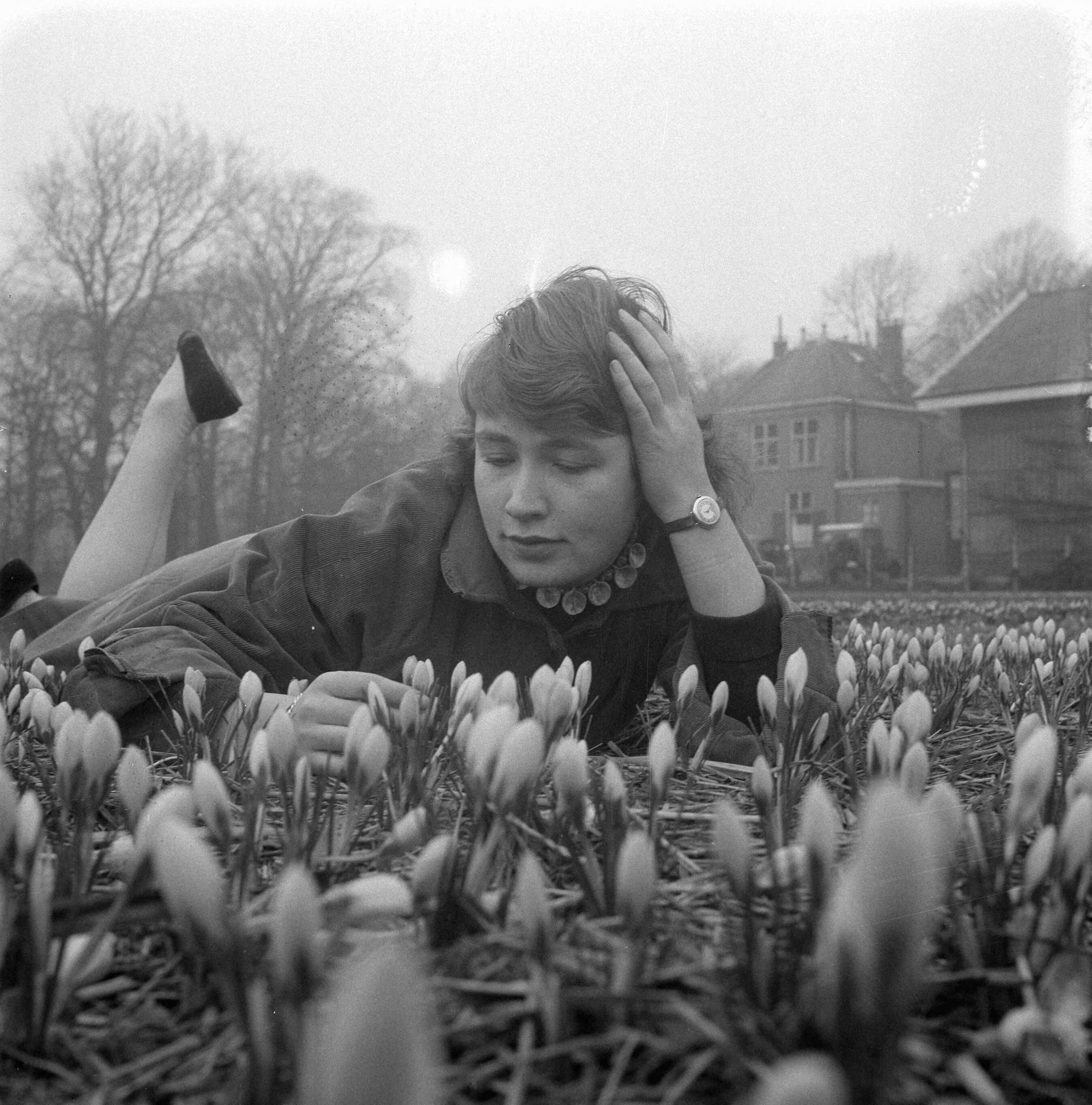 Fotocollectie Anefo — Crocussen bloeien in Overveen — Foto: Pot, Harry / Anefo. Licentie: Set B: Rechtenvrij / Publiek Domein. Bron: Nationaal Archief. http://hdl.handle.net/10648/a97539f4-d0b4-102d-bcf8-003048976d84