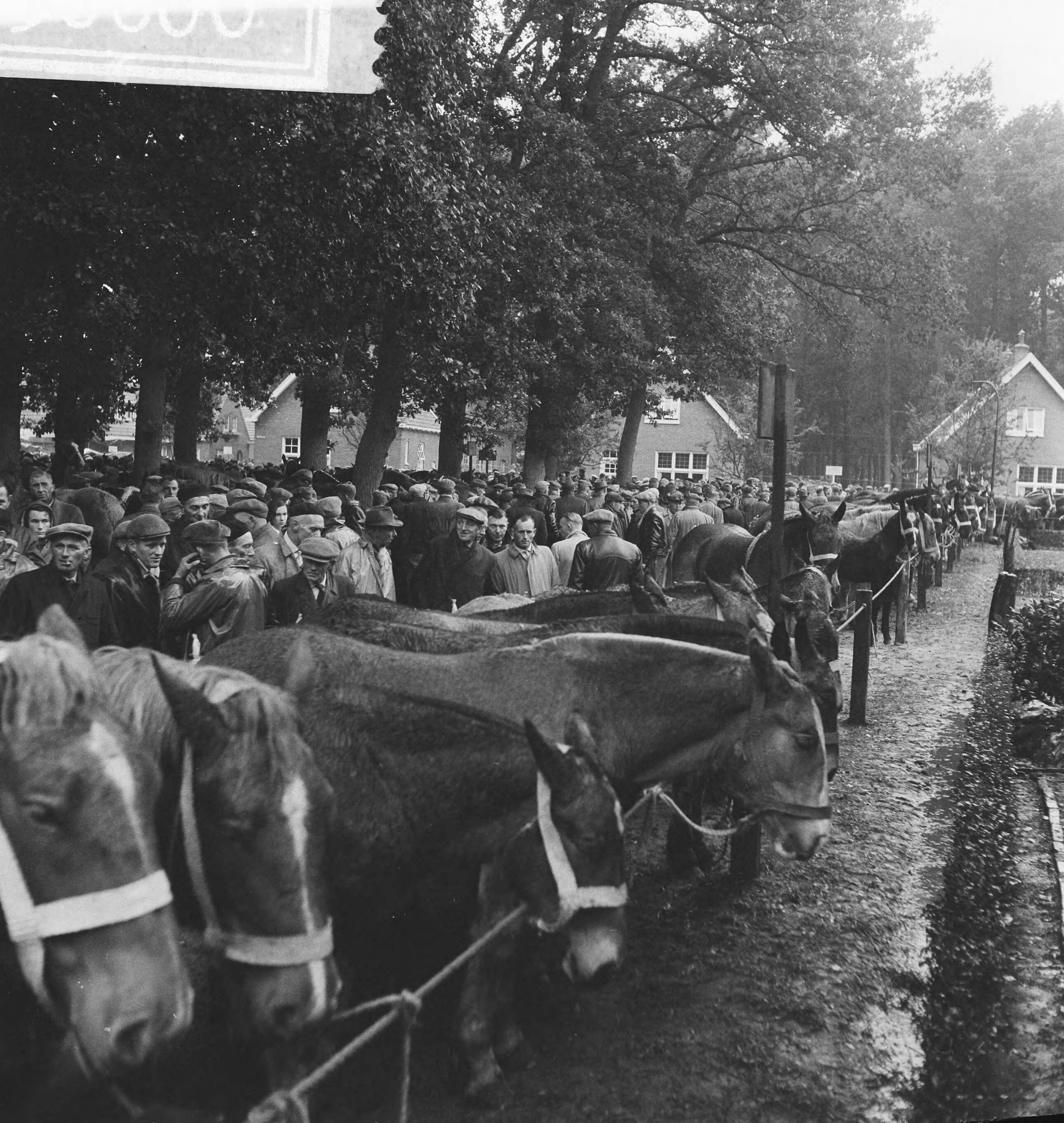 Fotocollectie Anefo — Paardemarkt in Zuidlaren — Foto: Koch, Eric / Anefo. Licentie: Set B: Rechtenvrij / Publiek Domein. Bron: Nationaal Archief. http://hdl.handle.net/10648/a9e7d202-d0b4-102d-bcf8-003048976d84