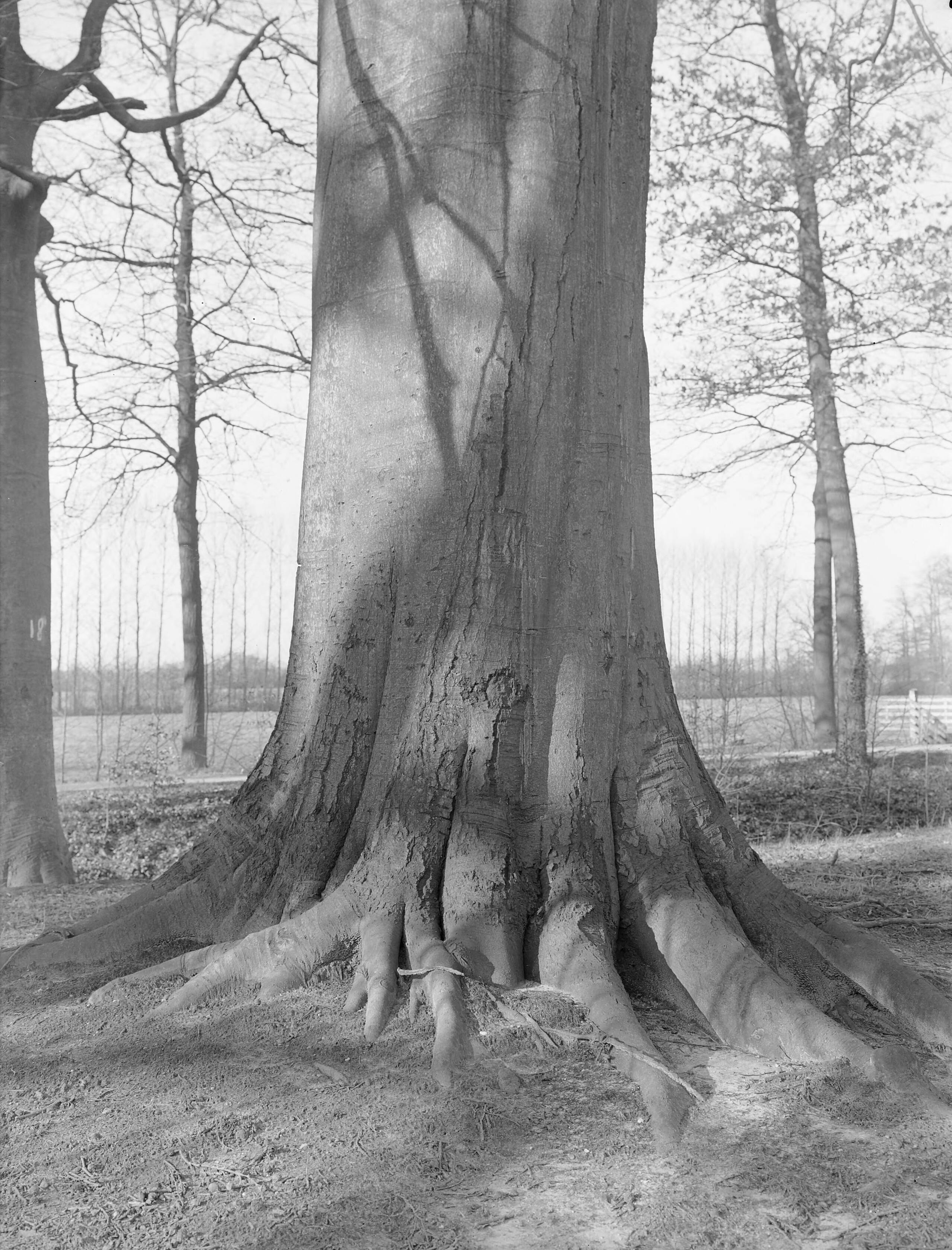Fotocollectie Nederlandse Heidemaatschappij — Beuk op het landgoed de Niënhof, Bunnik — Foto: Fotograaf Onbekend / Heidemij. Licentie: Set B: Rechtenvrij / Publiek Domein. Bron: Nationaal Archief. http://hdl.handle.net/10648/ae81f8ba-d0b4-102d-bcf8-003048976d84