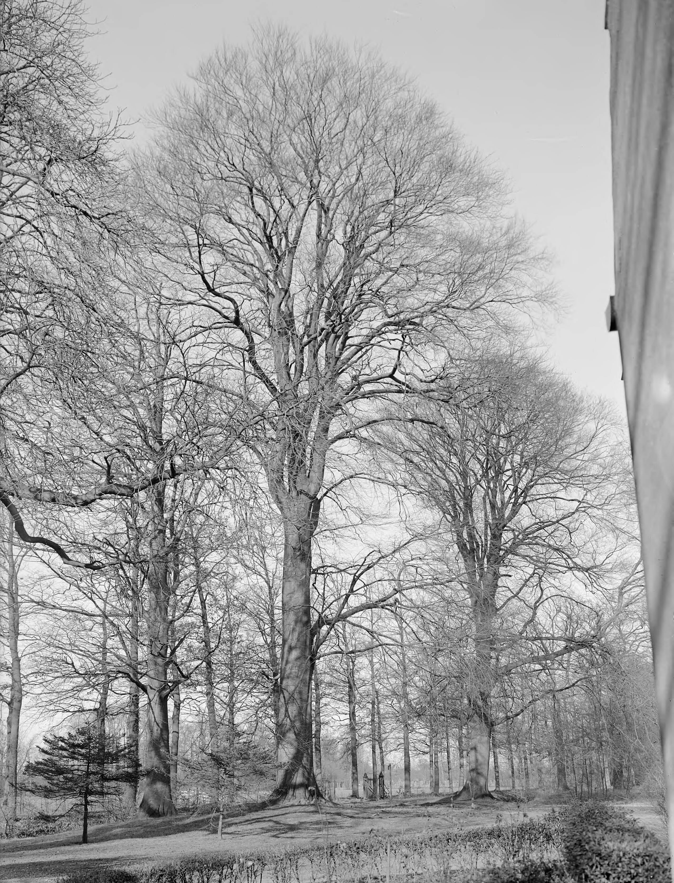 Fotocollectie Nederlandse Heidemaatschappij — Beuk op het landgoed de Niënhof, Bunnik — Foto: Fotograaf Onbekend / Heidemij. Licentie: Set B: Rechtenvrij / Publiek Domein. Bron: Nationaal Archief. http://hdl.handle.net/10648/ae81f7c0-d0b4-102d-bcf8-003048976d84