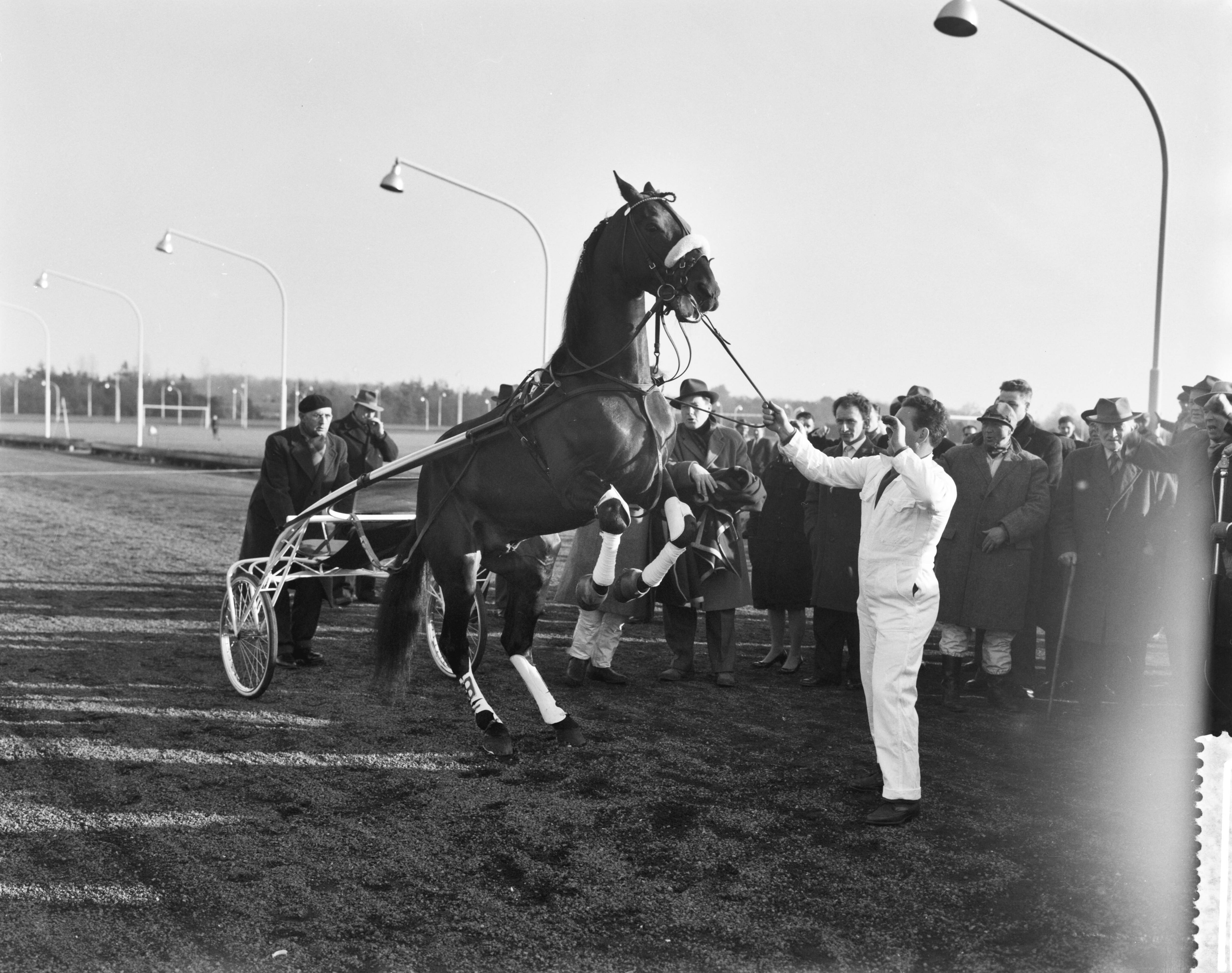 Fotocollectie Anefo — Draverijen te Hilversum, Hairos II met W. H. Geersen — Foto: Rossem, Wim van / Anefo. Licentie: Set B: Rechtenvrij / Publiek Domein. Bron: Nationaal Archief. http://hdl.handle.net/10648/a9a791d8-d0b4-102d-bcf8-003048976d84