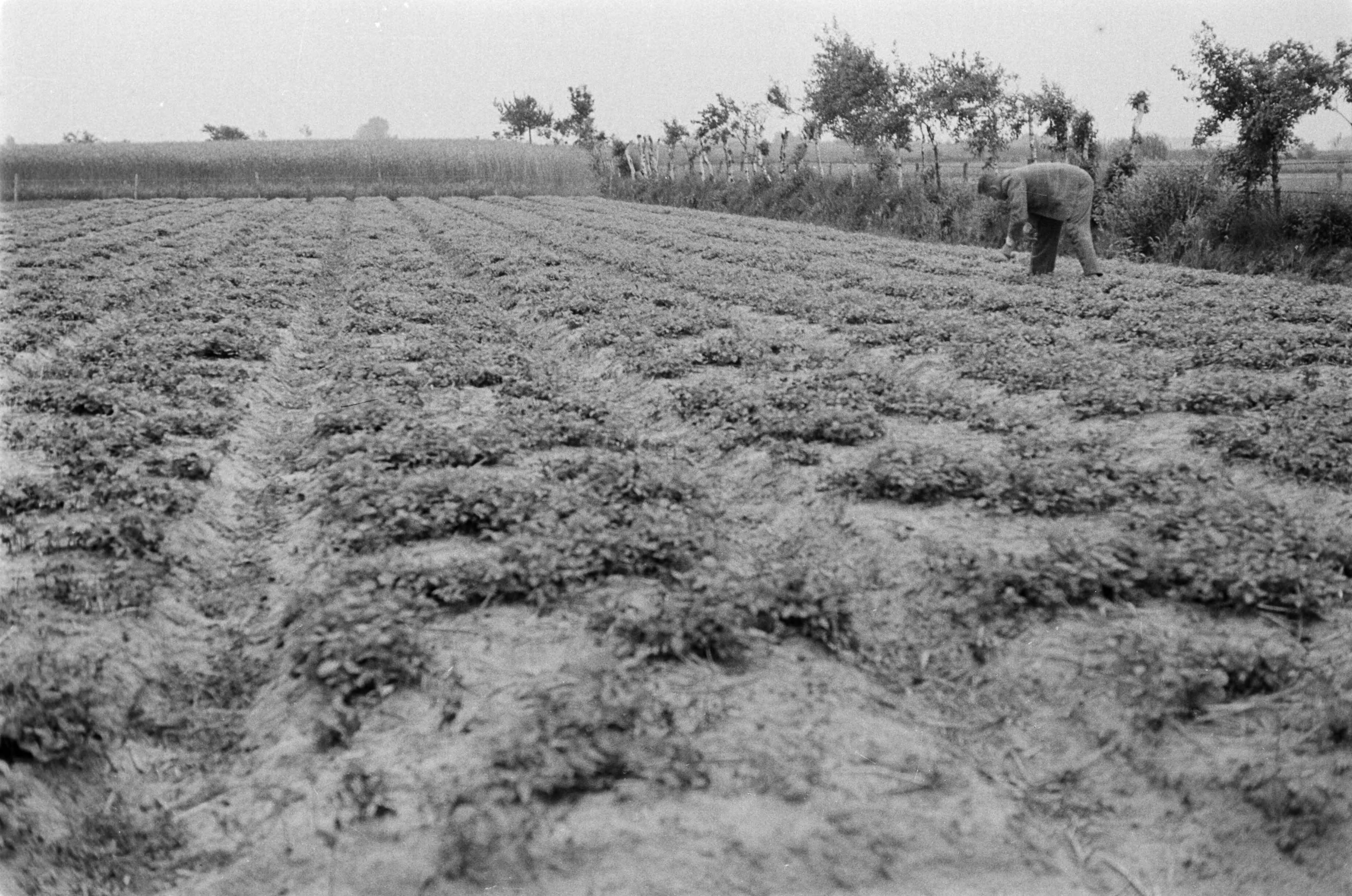 Fotocollectie Nederlandse Heidemaatschappij — Noord-Brabant|Zundert|bosbouw |proefzaaibedden |beukennoten — Foto: Fotograaf Onbekend / Heidemij. Licentie: Set B: Rechtenvrij / Publiek Domein. Bron: Nationaal Archief. http://hdl.handle.net/10648/ae89494e-d0b4-102d-bcf8-003048976d84