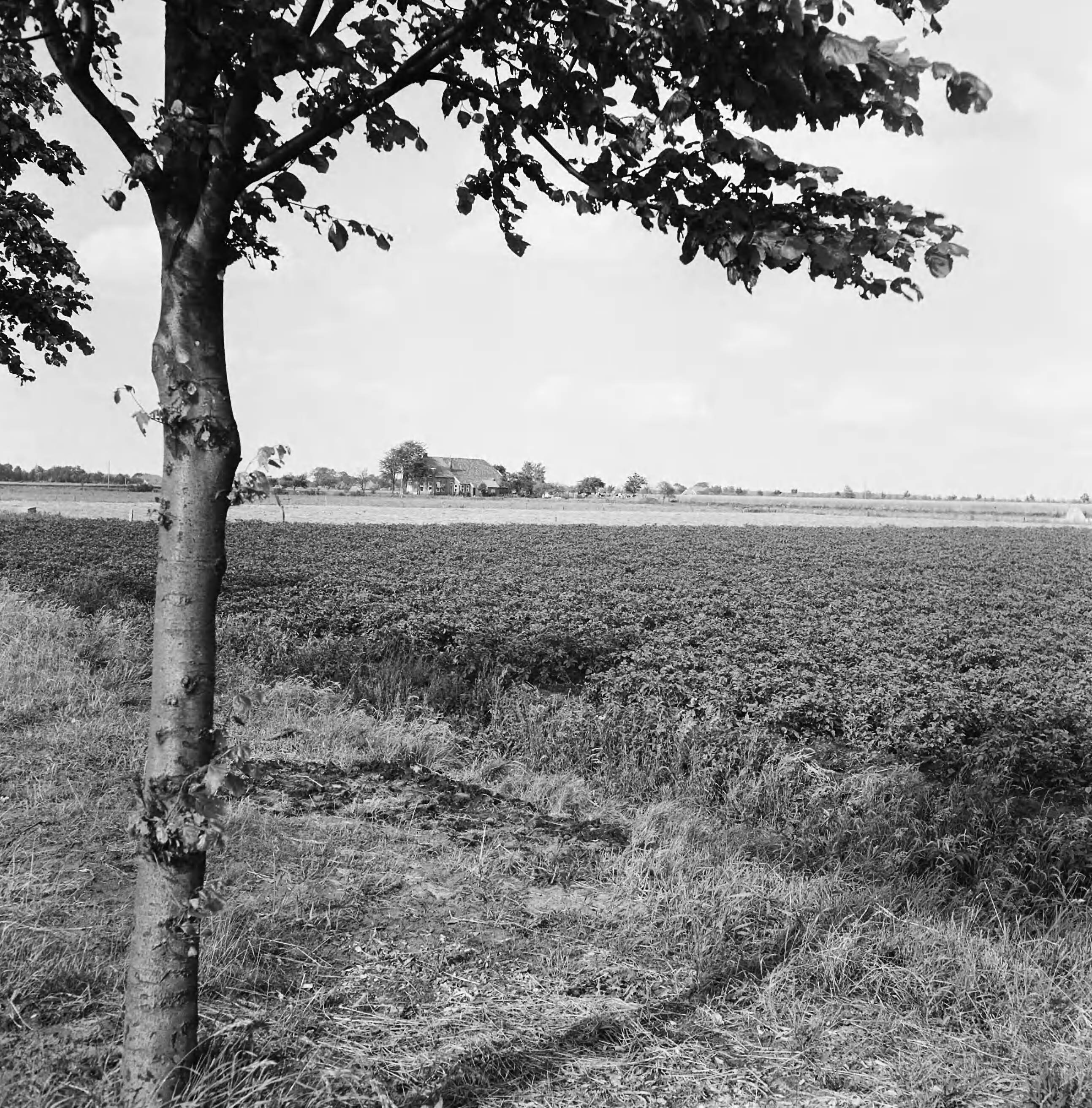 Fotocollectie Nederlandse Heidemaatschappij — Gronings landschap — Foto: Eyssen, [...] / Heidemij. Licentie: Set B: Rechtenvrij / Publiek Domein. Bron: Nationaal Archief. http://hdl.handle.net/10648/ae7ba80c-d0b4-102d-bcf8-003048976d84